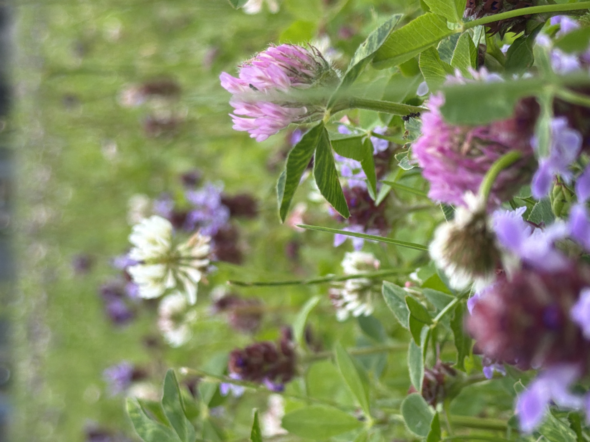 This is a close-up, vertical, shallow-depth-of-field photograph of a field of clover flowers. The subjects are various types of clover, including pink, purple, and white varieties, with visible green leaves and stems. The scene is outdoors, in a natural setting, likely a meadow or a garden, with a blurry green background suggesting more vegetation.
There is no discernable activity or event taking place; the image captures a static moment in nature. Notable details include the soft focus, which creates a dreamy, ethereal quality, and the vibrant colors of the flowers. The lighting appears to be natural, suggesting daytime, possibly a sunny or overcast day given the soft illumination and lack of harsh shadows. There are no visible location cues or text. The overall emotion conveyed is one of natural beauty and tranquility.