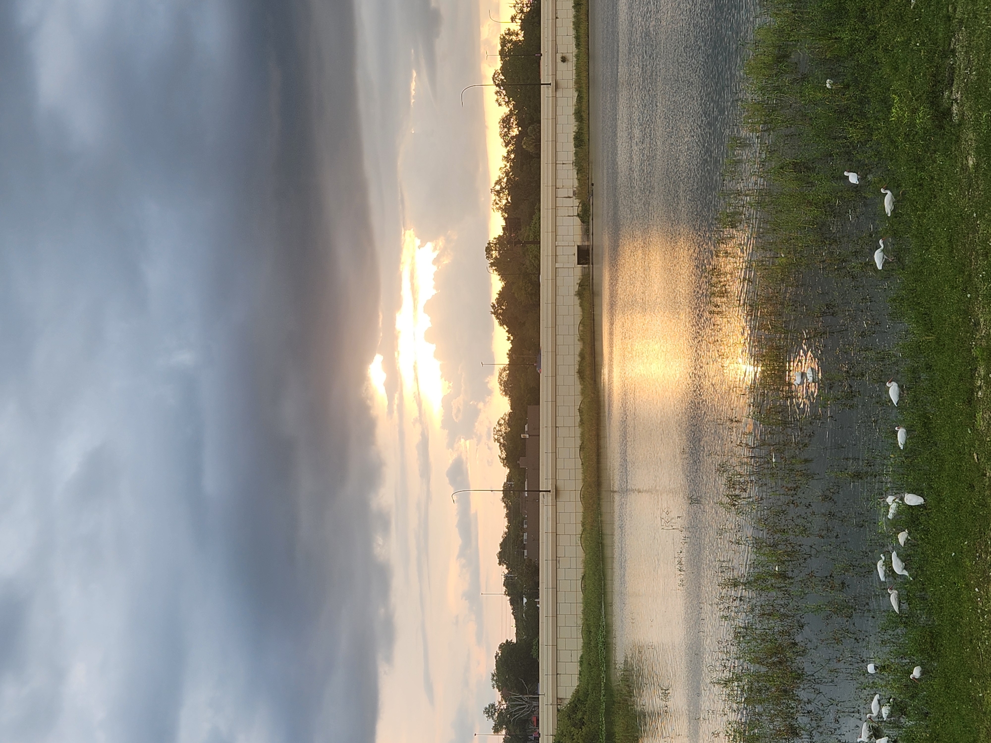 This image captures a serene sunset scene at a body of water, likely a lake or pond, located in Altamonte Springs, United States of America. The sky is dramatic, filled with heavy, dark gray clouds interspersed with bright patches where the sun is setting. The sun's rays are breaking through, creating a luminous golden reflection on the water's surface.
In the foreground, the water is bordered by lush green grass and reeds. Scattered across the grassy bank and in the shallow water are numerous white birds, most of which appear to be egrets or similar wading birds. They are standing, some are grazing, and a few are partially submerged in the water. The birds are the primary subjects in the immediate foreground.
Beyond the water, a light-colored, raised concrete structure, possibly a bridge or an elevated roadway, runs horizontally across the mid-ground. This structure is supported by evenly spaced arches visible at its base. Along the top of this structure, several lampposts are present, indicating it's a road. Behind the structure, a dense line of green trees forms a natural backdrop, with a few buildings partially visible amongst them. The overall impression is one of natural beauty juxtaposed with urban infrastructure, illuminated by the soft, fading light of the sun.