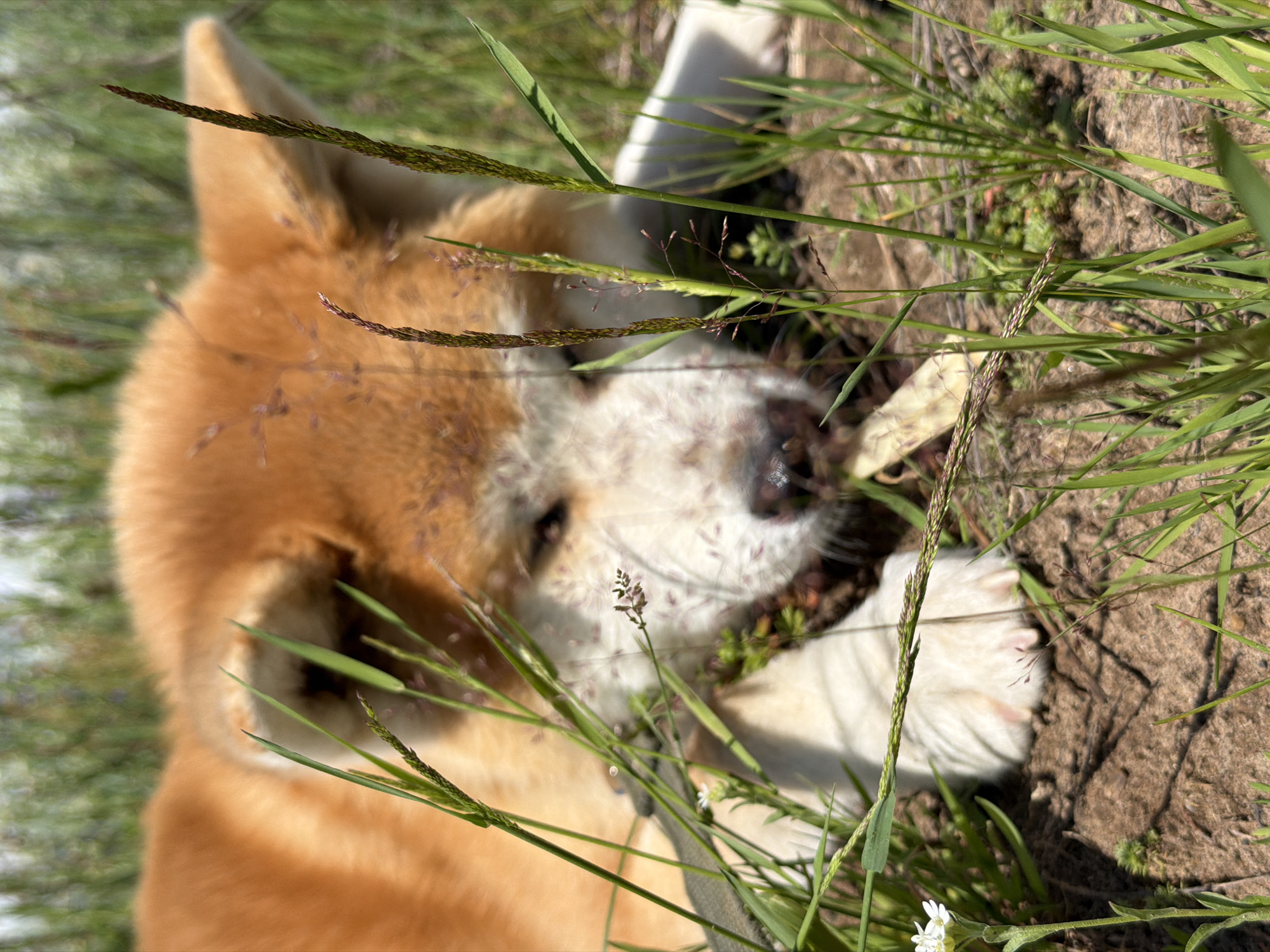 A close-up, low-angle shot captures an Akita dog resting outdoors, partially obscured by blades of grass. The dog's head is down, and it appears to be chewing on a light-colored object, possibly a stick or bone. Its fur is a mix of orange and white, with a speckled pattern on its muzzle. A dark green collar is visible around its neck. The environment consists of dry, reddish-brown soil with patches of green vegetation and tall, thin grasses with seed heads. A single white wildflower is present in the lower left of the frame. The background is a blur of green, suggesting a natural, outdoor setting. The image does not provide any specific details about the city of Chaikovsky, Russia.