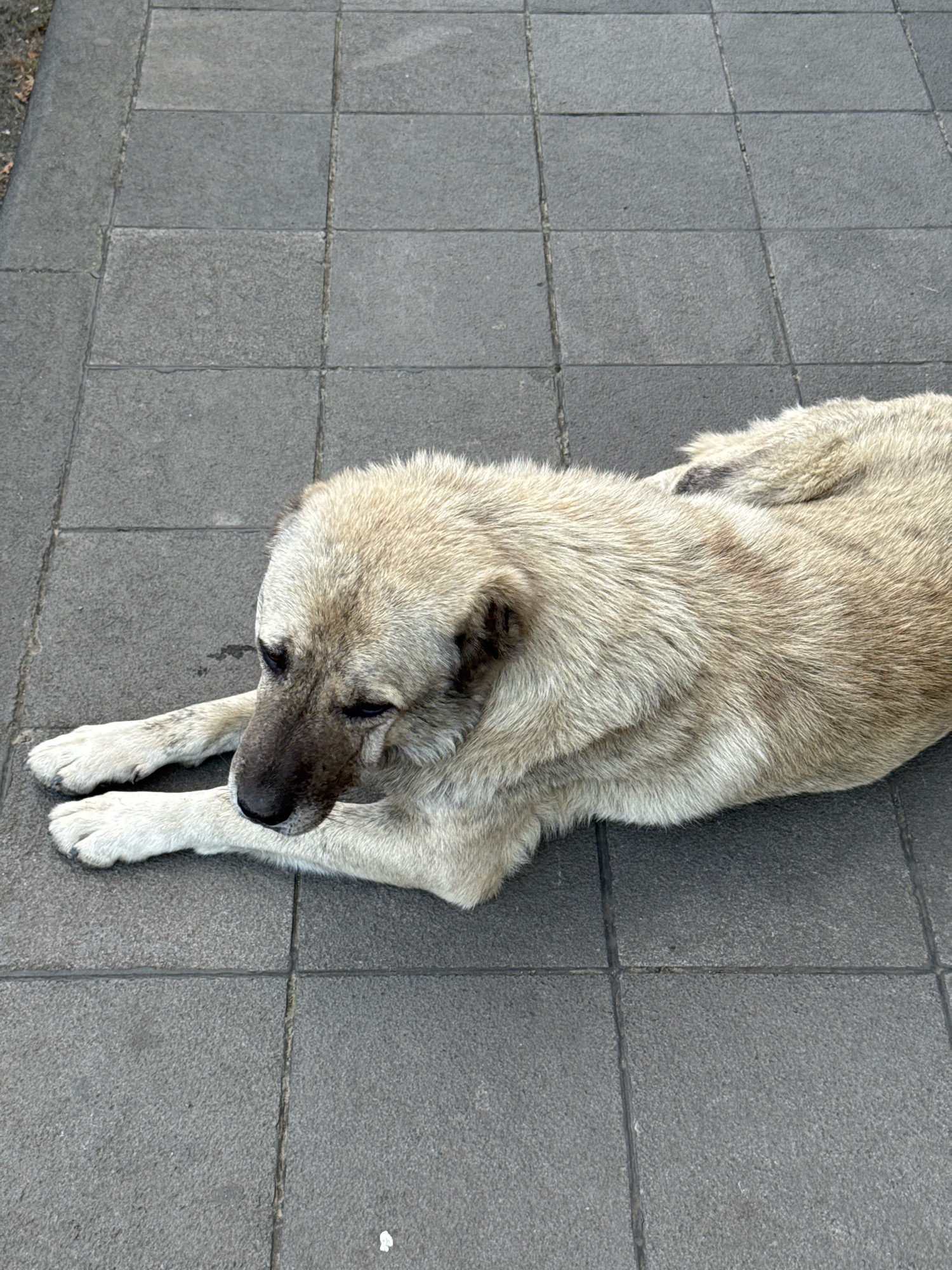A light-colored dog with dark markings on its face lies down on a gray tiled sidewalk in Telavi, Georgia. The dog's head is turned to the left, and its eyes are partially closed. Its front paws are extended in front of it. The tiles are arranged in a grid pattern. The background is out of focus.