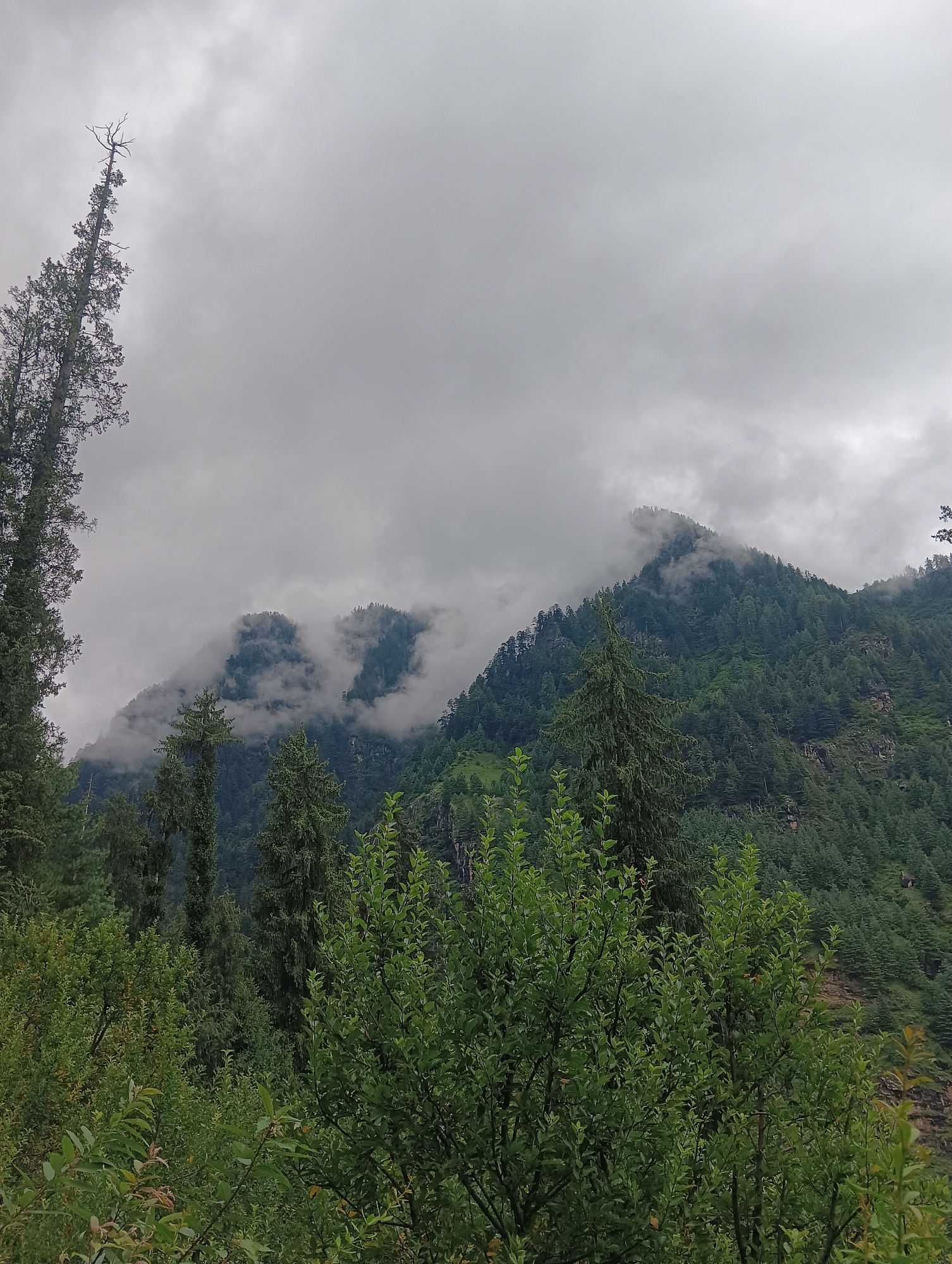 The image depicts a mountainous landscape in Manali, India, characterized by lush green forests covering the slopes. The sky is overcast with thick, gray clouds, adding a somber mood to the scene. In the foreground, dense foliage and trees dominate the lower half of the frame, with some taller, slender trees reaching towards the sky. Further back, the mountains are visible, with parts of their peaks obscured by swirling mist and clouds, creating a dramatic and atmospheric effect. The overall impression is one of natural beauty and a slightly wild, untamed environment, typical of the Himalayan region.
