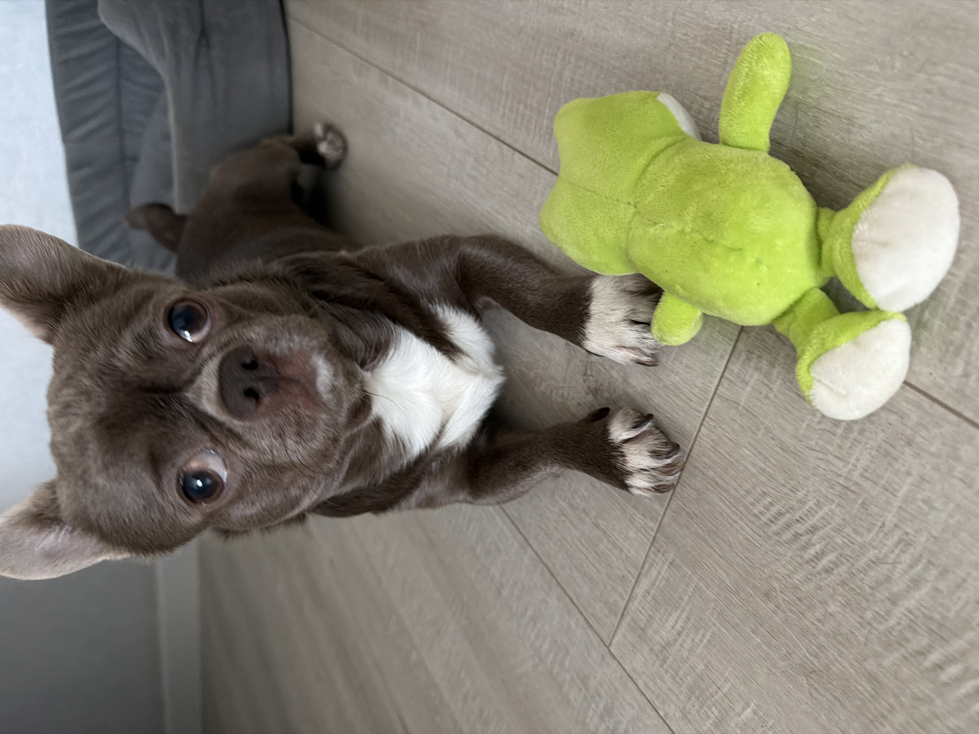 A small, brown and white Chihuahua dog lies on a light wood-patterned floor, next to a green and white stuffed frog toy. The dog is looking upwards, with its ears perked. Part of a gray object, possibly furniture, is visible in the upper left corner of the frame. The image was likely taken indoors. The location of the image in Votkinsk, Russia cannot be verified from the image.
