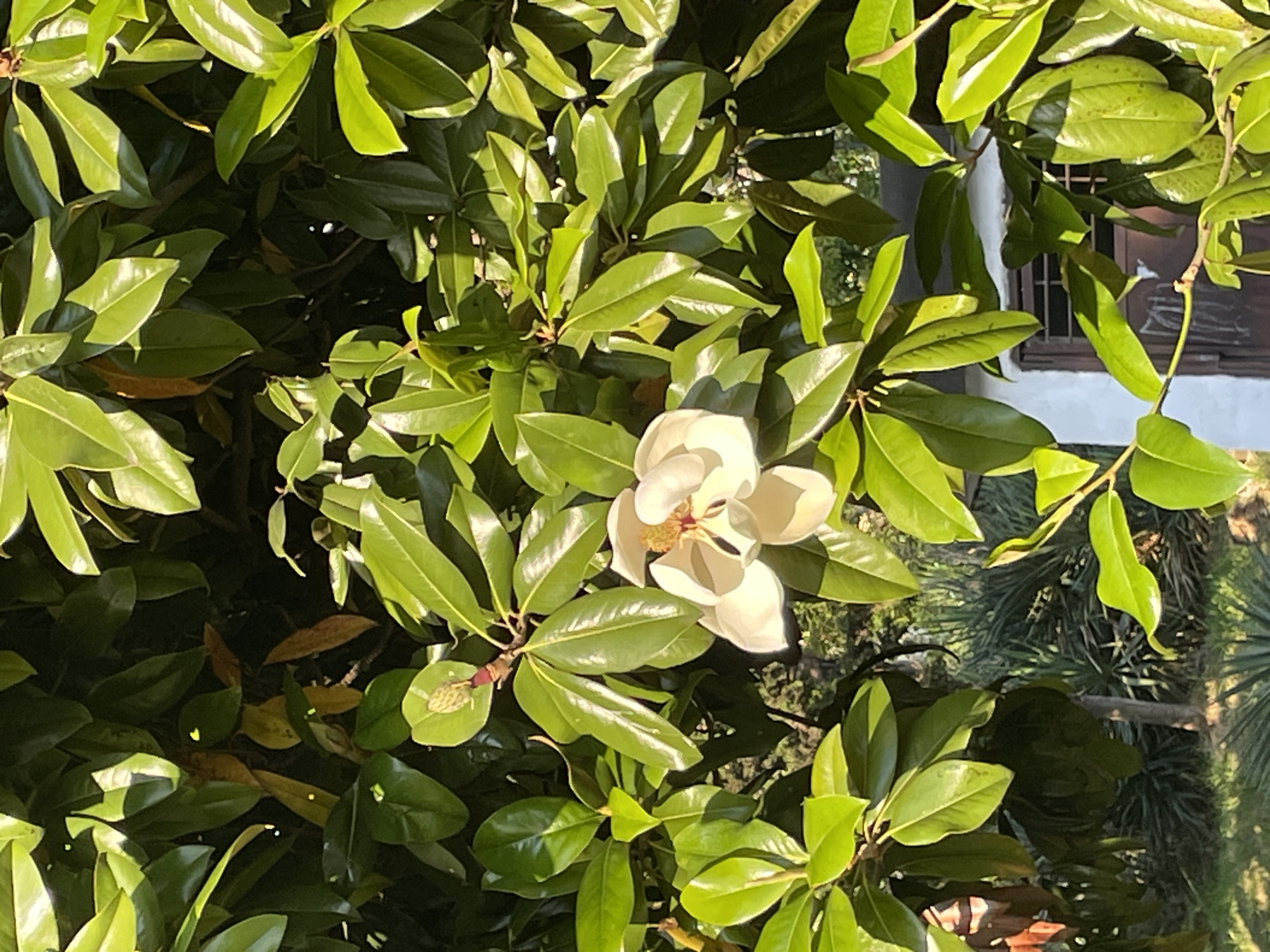 A vibrant magnolia flower with creamy white petals and a yellow-orange center blooms amidst lush green foliage. The flower is the focal point, surrounded by large, glossy leaves bathed in bright sunlight. Some leaves show hints of brown, suggesting the transition of seasons. In the background, glimpses of a building and other greenery are visible, partially obscured by the dense branches.