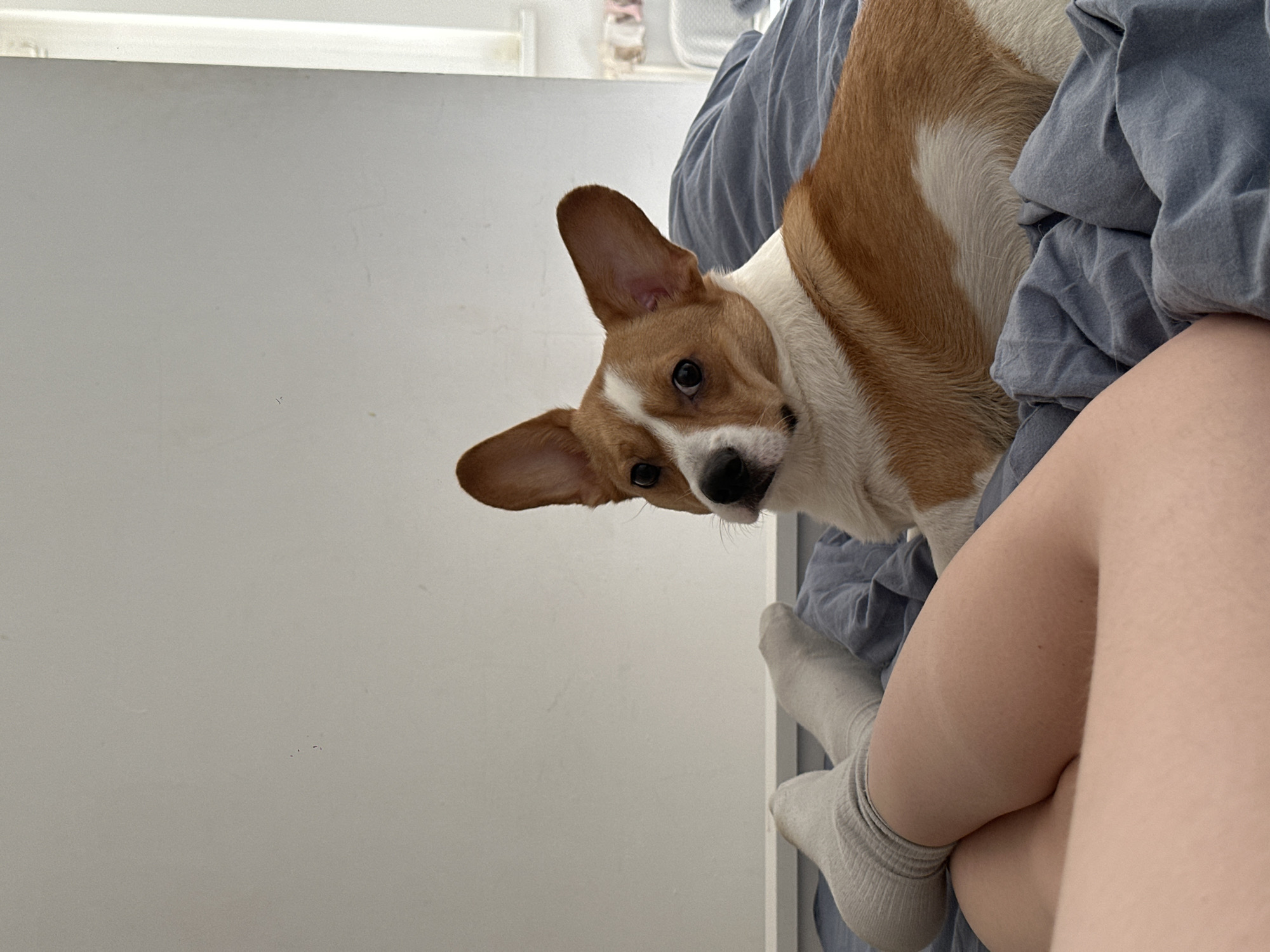 A brown and white corgi dog looks at the camera. The dog is lying on a bed with blue sheets. There is a person with white socks and fair skin in the bottom right of the image. The background is a white wall. The location is not evident in the image.