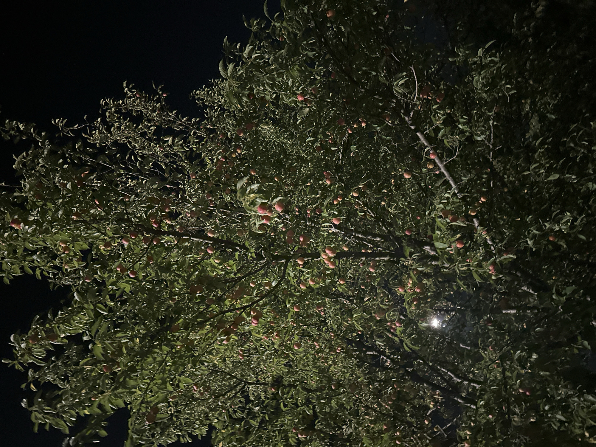An outdoor nighttime medium shot captures a plum tree heavily laden with fruit, set against a dark, possibly night sky. The tree's branches are densely covered with green leaves and numerous ripe plums, which appear to be a reddish-pink hue. A single, bright light source, possibly a streetlamp, is visible in the upper left quadrant of the image, casting a glow through the foliage and illuminating some of the fruit. The scene is set in the city of Nevinnomyssk, Russia. There are no people or animals present in the image. The overall impression is one of abundance and the natural beauty of ripening fruit at night.