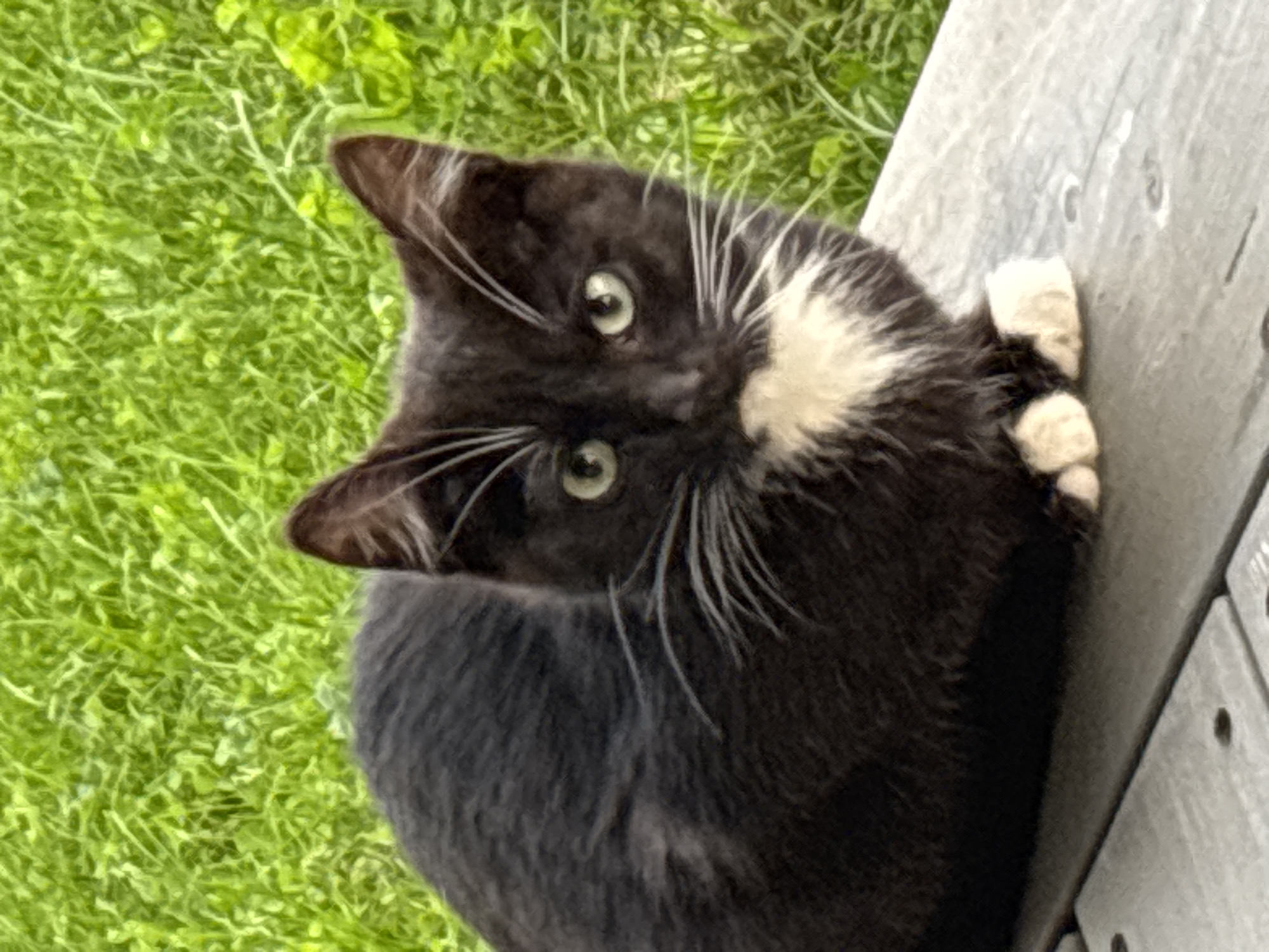 A black and white cat sits on a wooden surface in front of a blurred green background that appears to be grass. The cat is facing the camera with its body angled to the left. Its fur is mostly black with a white chest, white paws, and white whiskers. The cat has green eyes. The wooden surface is made of planks and has visible grain. The background is out of focus and appears to be a patch of lush green grass. The lighting suggests it is daytime.