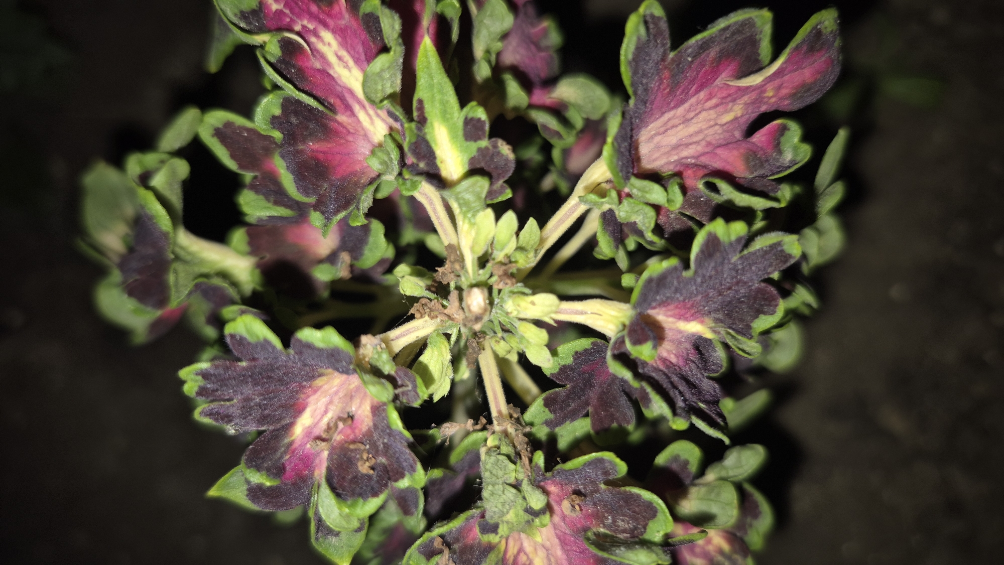 The image shows a close-up, vertical shot of a coleus plant with vibrant, multicolored leaves. The leaves exhibit a range of colors including deep purple, bright green, and shades of pink and yellow. The plant appears to be growing in a natural setting, possibly outdoors in a garden, as indicated by the dark, out-of-focus background which suggests soil or earth. The lighting is dim, casting shadows and highlighting the intricate patterns and textures of the leaves. There are no people or animals visible in the image. The focus is entirely on the plant's foliage. The location in Lovech, Bulgaria is not visually represented in the image.