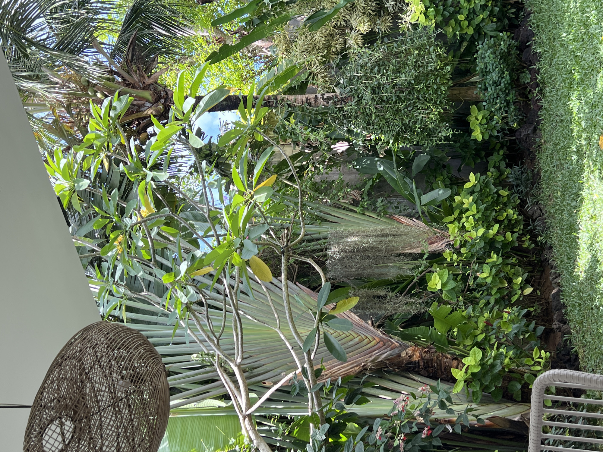 The image depicts a lush, tropical garden scene. Dominating the view is a variety of green foliage, including trees and shrubbery. A palm tree is visible, with its fronds reaching towards the sky, interspersed with other plants that add depth and texture. The light is dappled, creating a mix of shadows and highlights throughout the scene. A woven lamp shade is present in the lower left corner. A white chair is present in the lower right corner. The location is unknown.