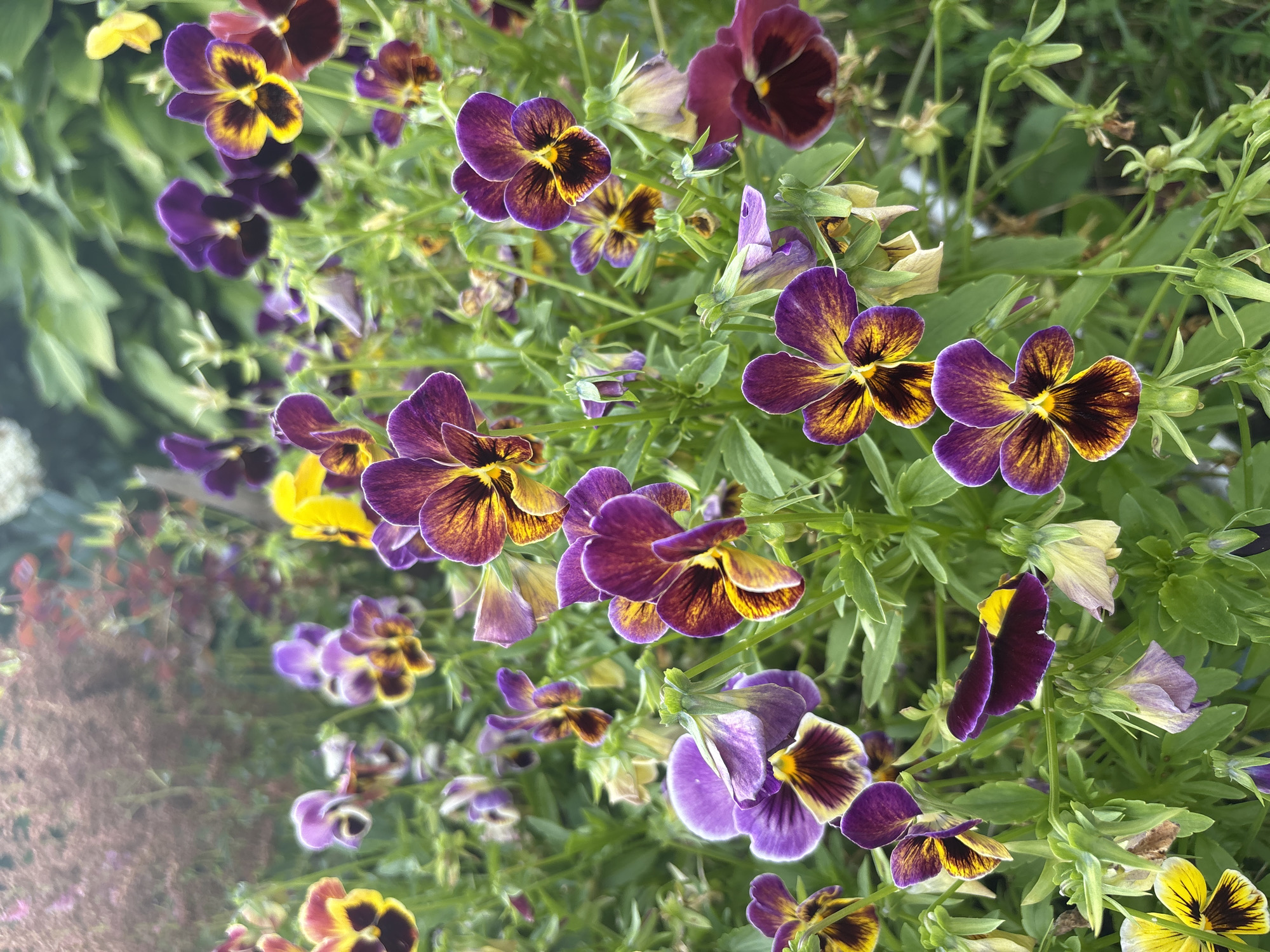 A close-up, medium-shot, vertical, outdoor, natural light photograph shows a dense grouping of blooming pansies in various colors. The flowers are primarily in shades of purple, yellow, and maroon, with some featuring a dark, almost black center and yellow accents. The petals are delicate and have a velvety texture. The pansies are shown in various stages of bloom, with some fully open and others partially closed. Green foliage and stems are visible throughout the frame, creating a lush and vibrant backdrop. The background is softly blurred, suggesting a garden setting. The image does not contain any people or man-made structures, and there is no identifiable information about the location being within the city of Дунилово, Russia.