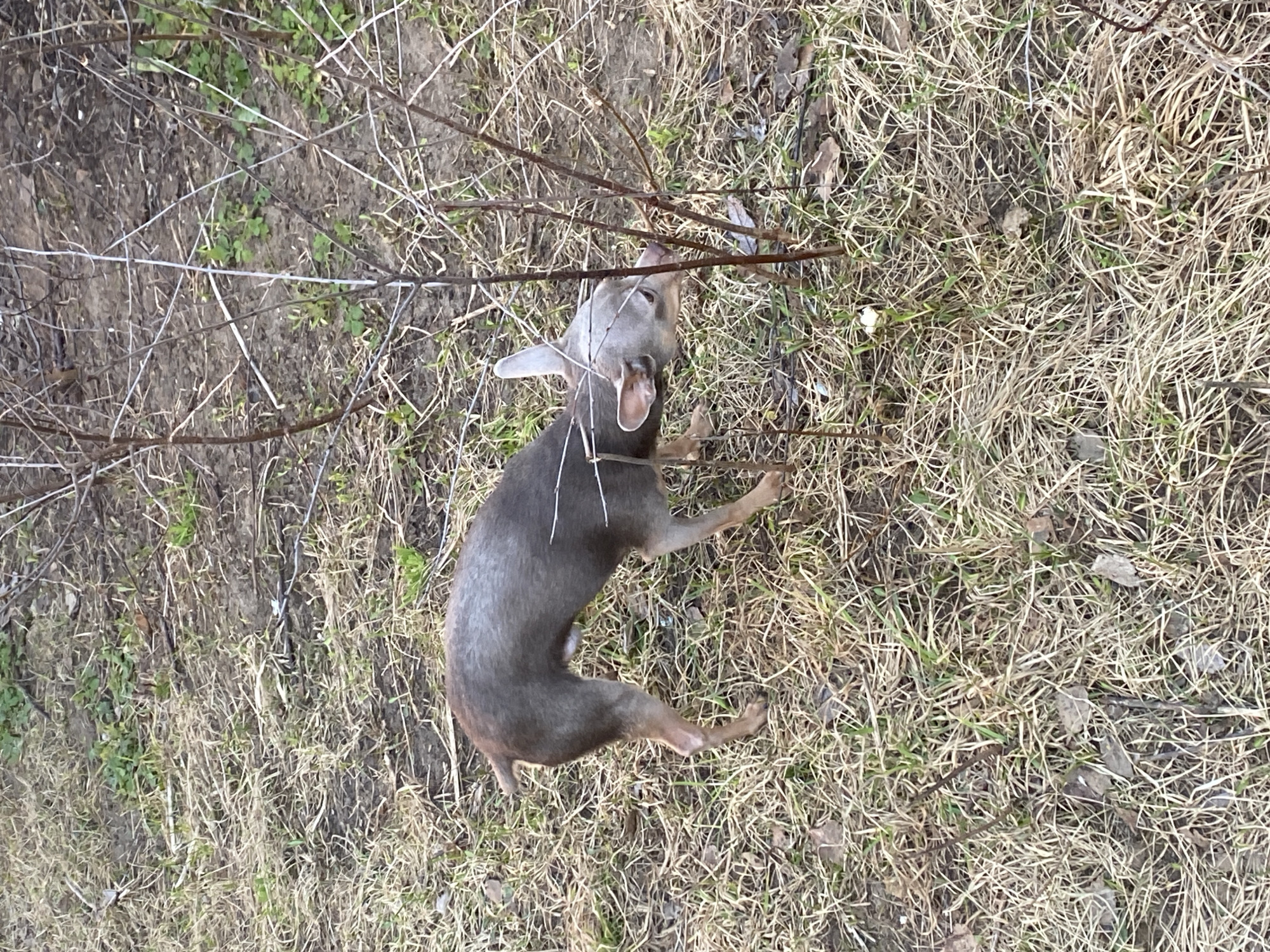 The image shows a small, grayish-brown dog lying on its side in an area of dry grass and bare earth. The dog appears to be caught or tangled in some branches or a thin wire fence. The location is implied to be in the city of Chaikovsky, Russia.