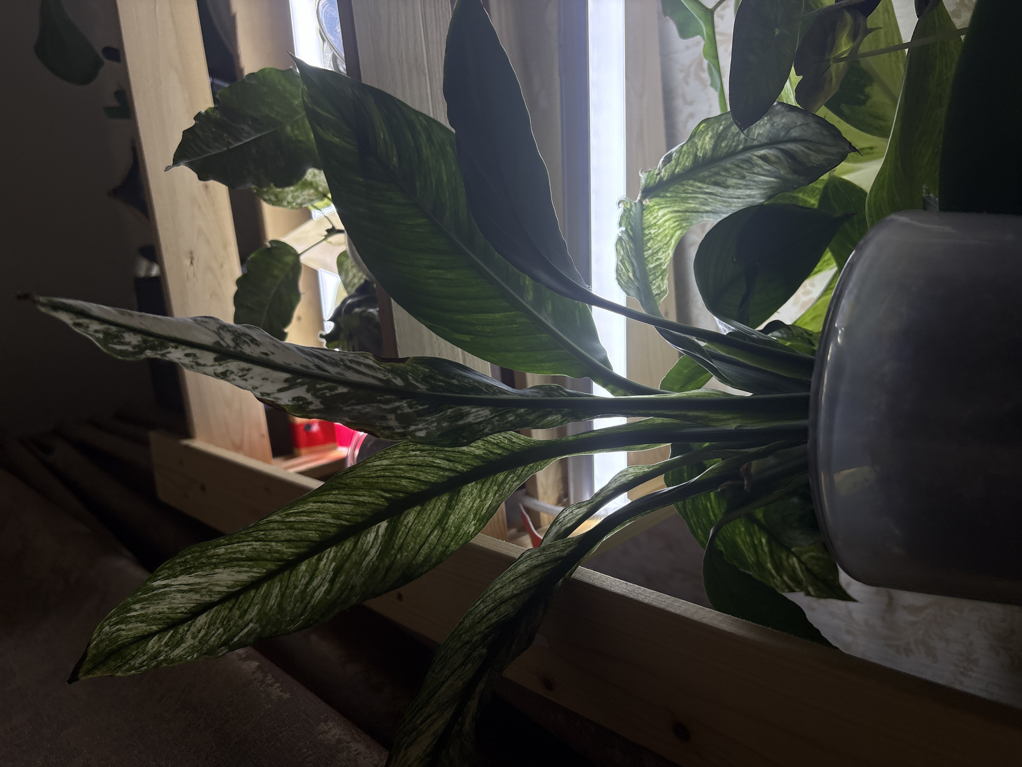 This is a low-angle, close-up shot of a variegated Peace Lily (Spathiphyllum) plant in a grey ceramic pot. The plant is positioned on a wooden shelf, with more shelves visible behind it. The shelves are part of a structure that appears to be in an attic or loft space, with a slanted ceiling and wooden beams. The background is dimly lit, with bright LED lights positioned below the upper shelves, illuminating the underside of the leaves. One leaf in the foreground shows distinct white and green variegation, while other leaves are a solid dark green. The overall impression is of an indoor plant being cultivated in a somewhat unconventional, dimly lit environment. No people are visible in the image. The location is not specified within the city of Mikhaylovsk, Russia.