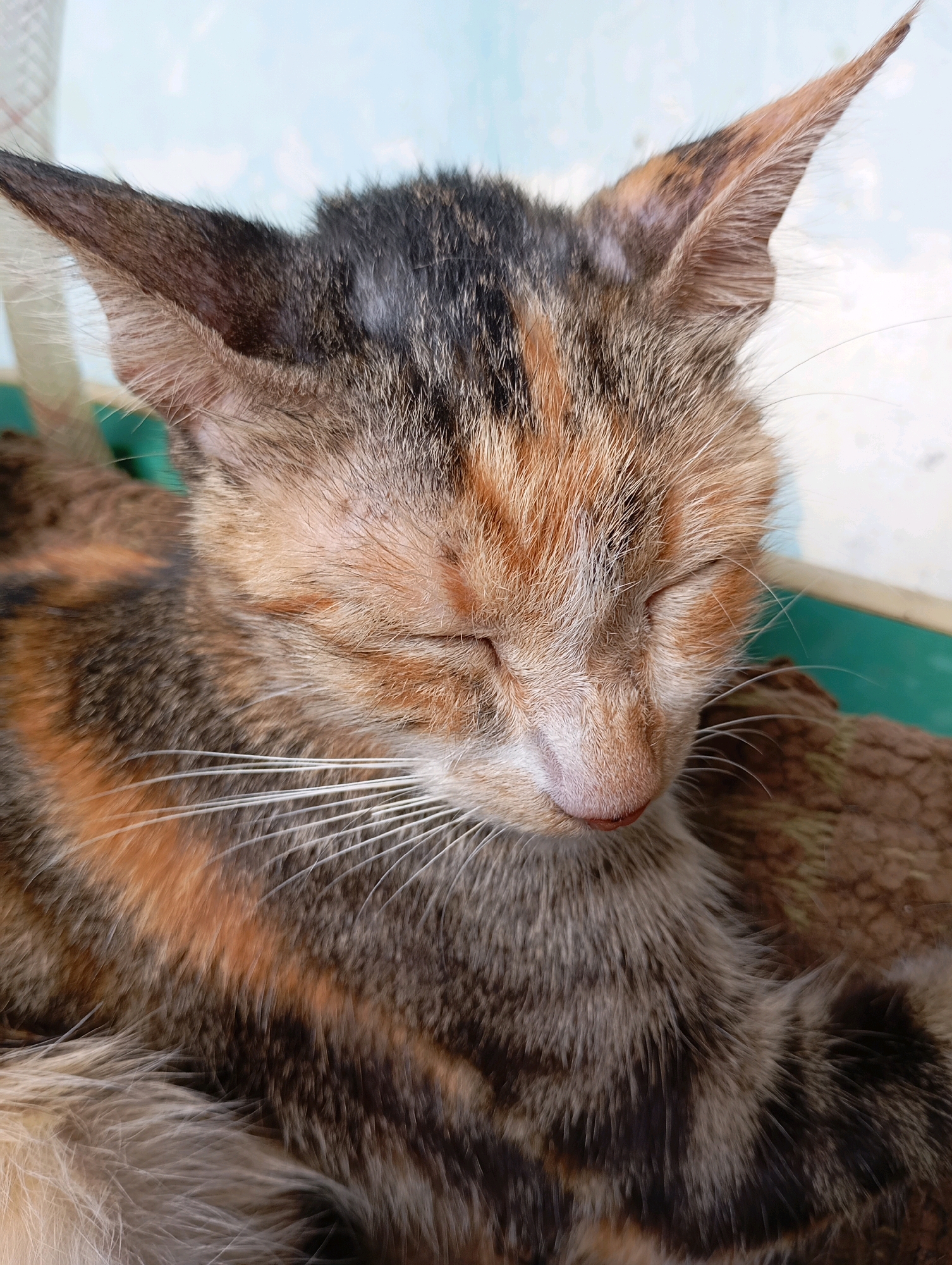 This is a close-up, eye-level, vertical shot of a calico cat with its eyes closed, appearing to be sleeping or resting. The cat has distinctive patches of orange, black, and grey fur. Its whiskers are long and white. The background is softly blurred, showing a light blue and white wall or sky above and a green surface below, possibly a table or windowsill. The cat is resting on a textured brown surface, which could be a blanket or cushion.
This image was taken in Balikpapan, Indonesia. The scene is likely a residential setting, possibly a home or a sheltered outdoor area within the city, given the commonality of domestic cats in urban environments in Indonesia. There are no people or other animals visible in the frame.