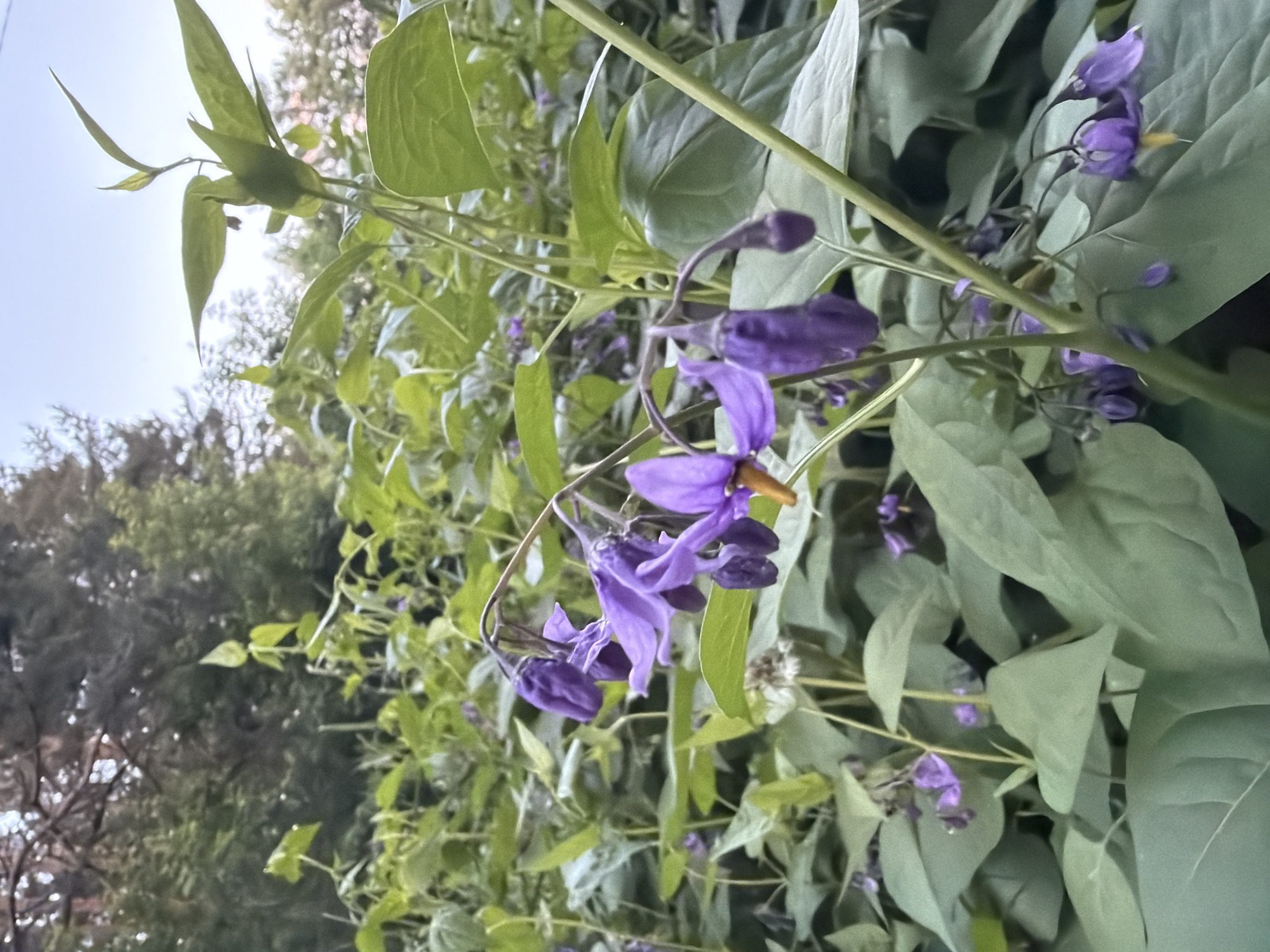 The vertically oriented image displays a close-up of a flowering vine, likely *Solanum dulcamara* (bittersweet nightshade), in an outdoor natural setting. The primary subjects are the plant's vibrant purple flowers and green foliage.
The flowers are small, star-shaped, and grow in clusters along the stems. Each bloom features five pointed, reflexed purple petals and a distinct yellow cone of anthers in the center. Several flowers are in full bloom, while others are visible as darker purple, ovate buds. The leaves are a medium to light green, ovate to lanceolate in shape, and appear to be smooth-edged. Thin, green stems weave through the foliage.
The lighting is bright, indicating daytime, with a significant portion of clear or lightly overcast sky visible in the upper left background. The background is softly blurred, revealing additional green foliage, possibly trees or other plants, which establishes an outdoor environment. There is no visible text in the image. The scene captures the plant in bloom, evoking a sense of natural vitality, consistent with a garden or wild area in Chaikovsky, Russia.
