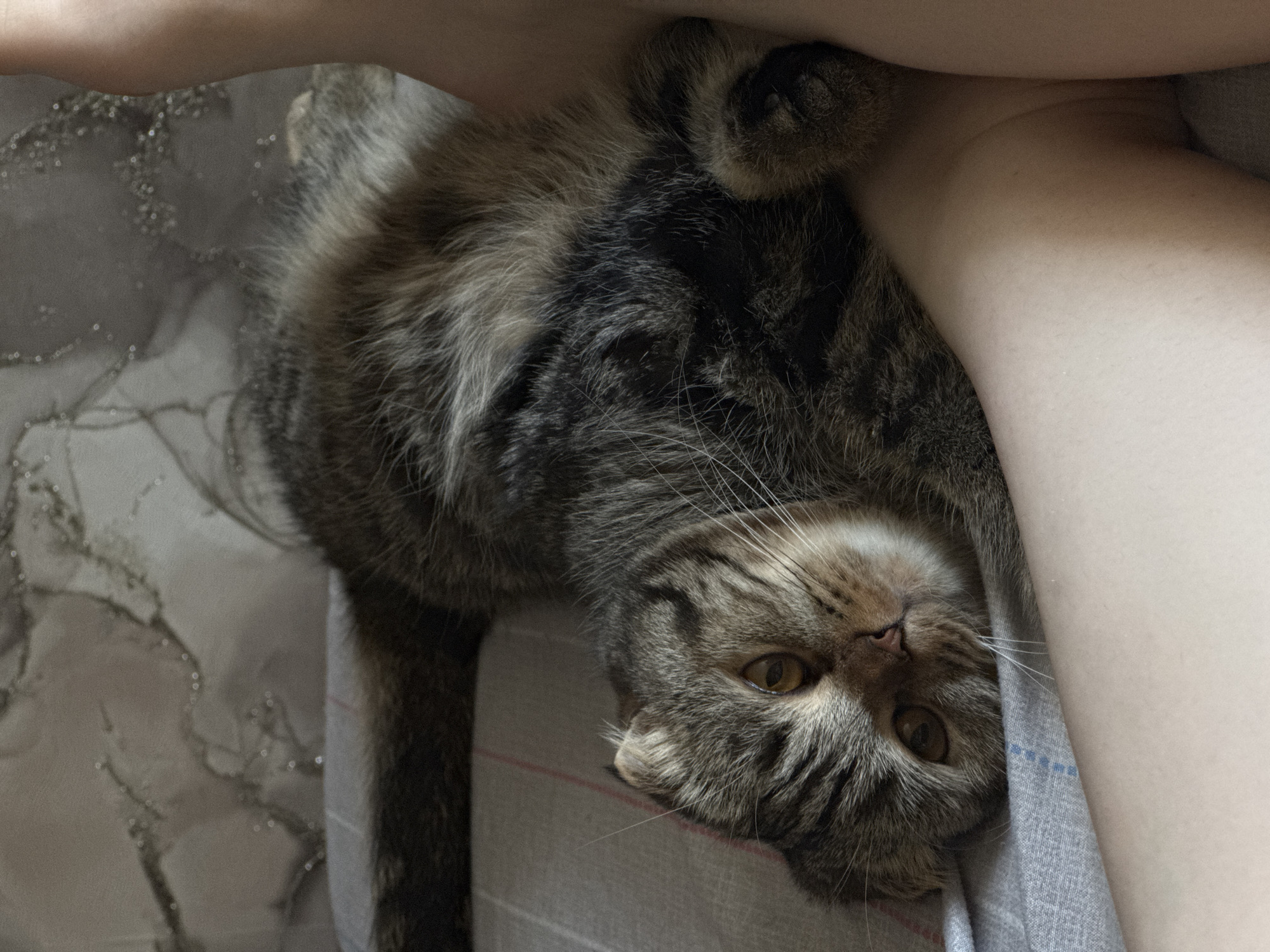 A close-up shot depicts a tabby cat lying upside down, nestled against a person's leg. The cat's head is tilted towards the viewer, and its amber eyes are open. The cat's fur is a mix of brown and black. Part of the person's leg is visible in the top and right of the frame. The scene is inside. It is impossible to assess the image's location in Chaikovsky, Russia, as there are no discernible landmarks or location-specific elements.