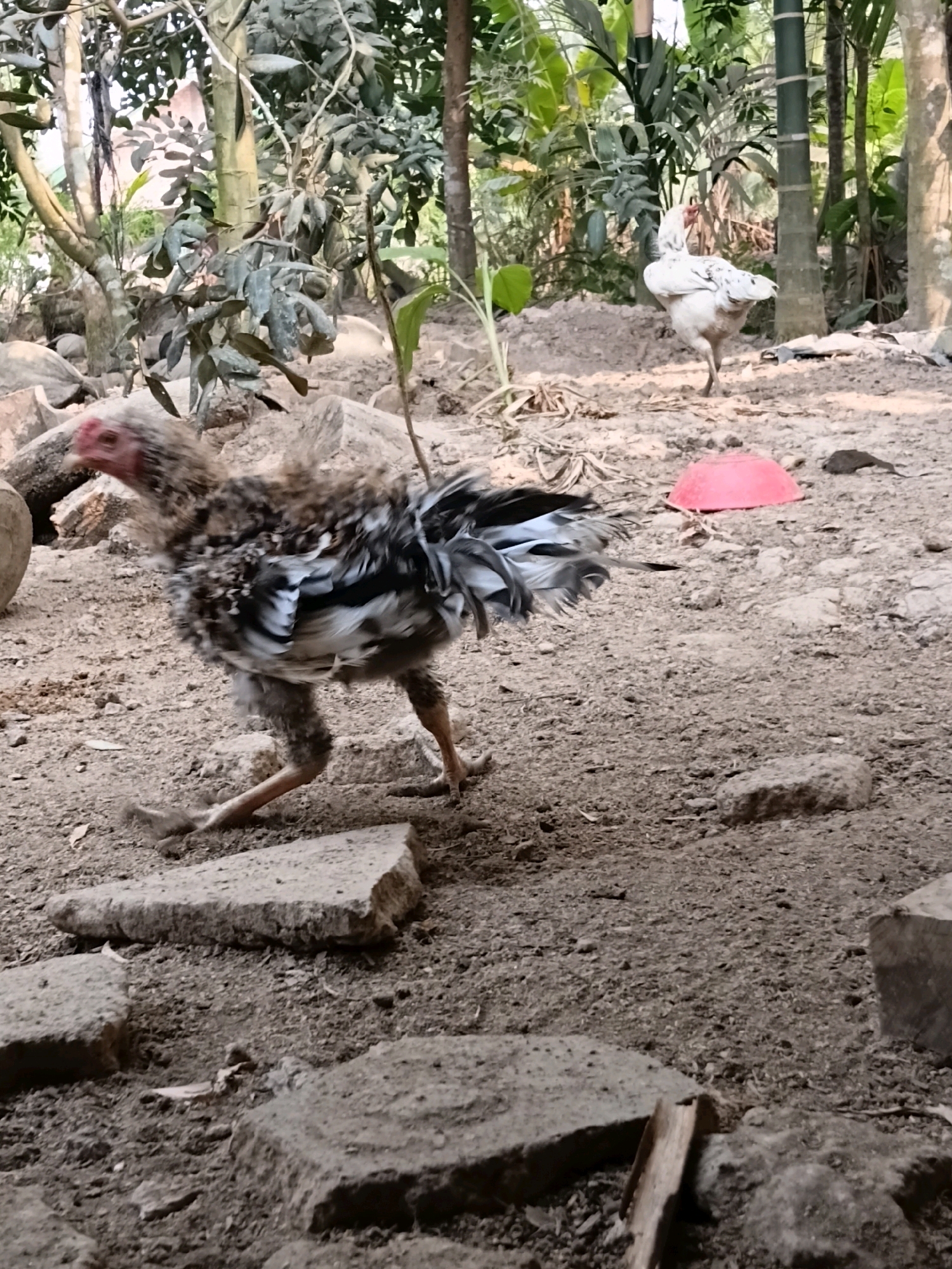In Margo Rukun, Indonesia, a rural outdoor scene unfolds with two chickens as the central subjects. In the foreground, a speckled chicken with white, black, and brown feathers is in motion, its head turned to the left with its red comb and wattle visible. Its legs are positioned as if mid-stride, one leg forward and the other back, with the bird's body slightly angled. The ground is composed of dirt and small stones, with larger, flat stones scattered around, serving as makeshift pathways or resting places.
Behind the foreground chicken and further back in the frame, a second chicken stands. This chicken is predominantly white with some black speckling, and it faces to the left, with its head tilted upwards. The environment is characterized by sparse vegetation, including leafy plants and bamboo stalks, suggesting an uncultivated or semi-cultivated area. Sunlight filters through the foliage, casting shadows and highlighting textures. A bright pink, bowl-shaped object is visible on the ground between the two chickens. The overall impression is one of a simple, natural setting where these domestic fowl are at liberty.