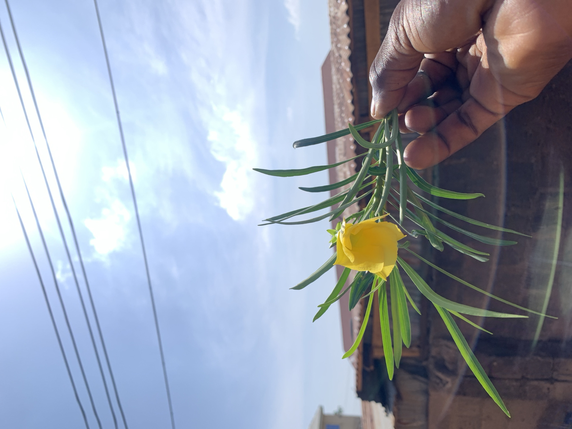 A human hand holds a yellow flower with long green leaves, set against a partly cloudy, bright blue sky. In the lower right, part of a brick building is visible. Power lines are in the lower left corner. The location is Rafin Par, Nigeria.