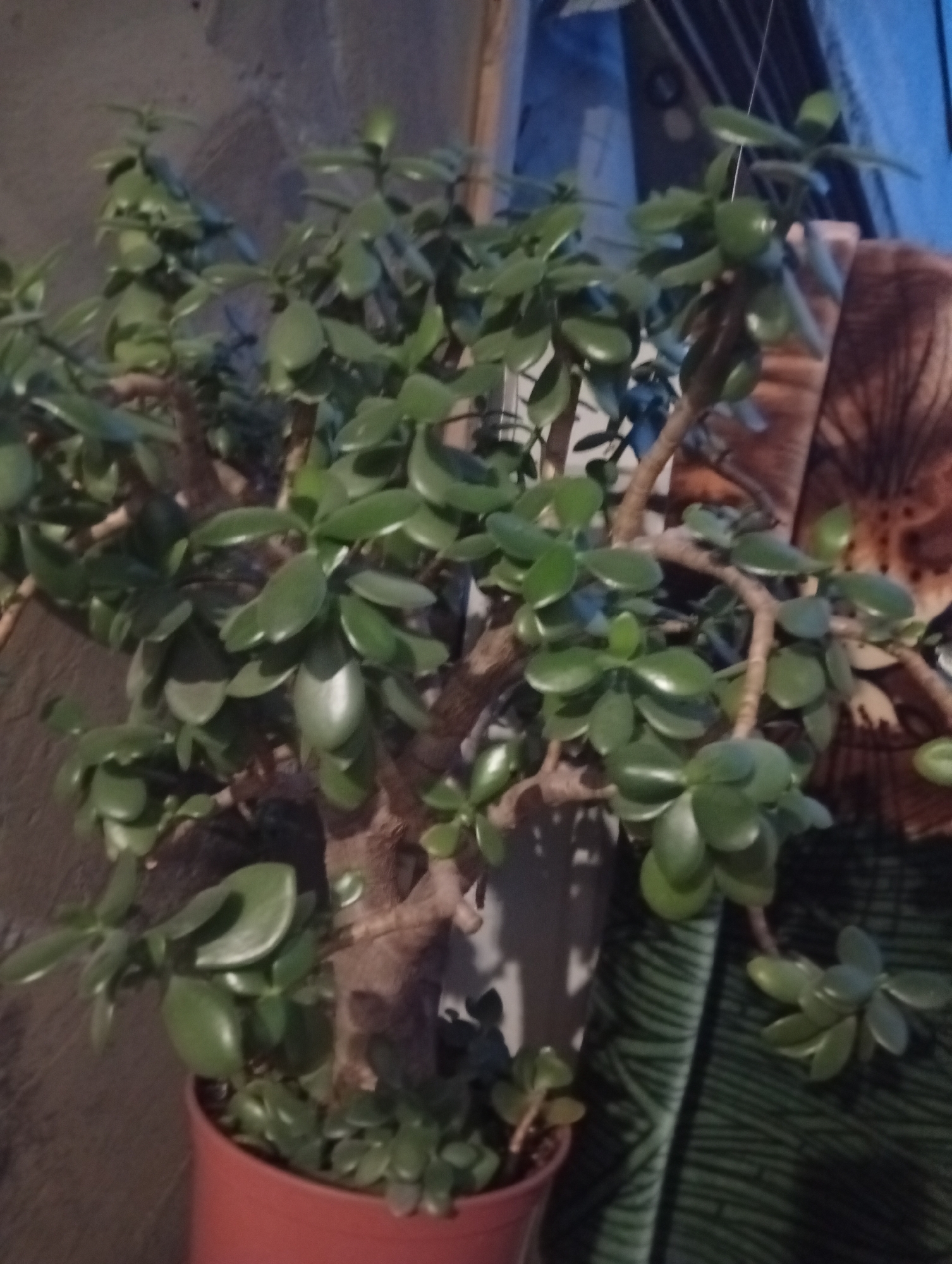 A jade plant is in a red pot. The plant has thick, woody stems and fleshy, oval leaves. The background is out of focus and appears to be an indoor setting with a textured wall and a patterned fabric.