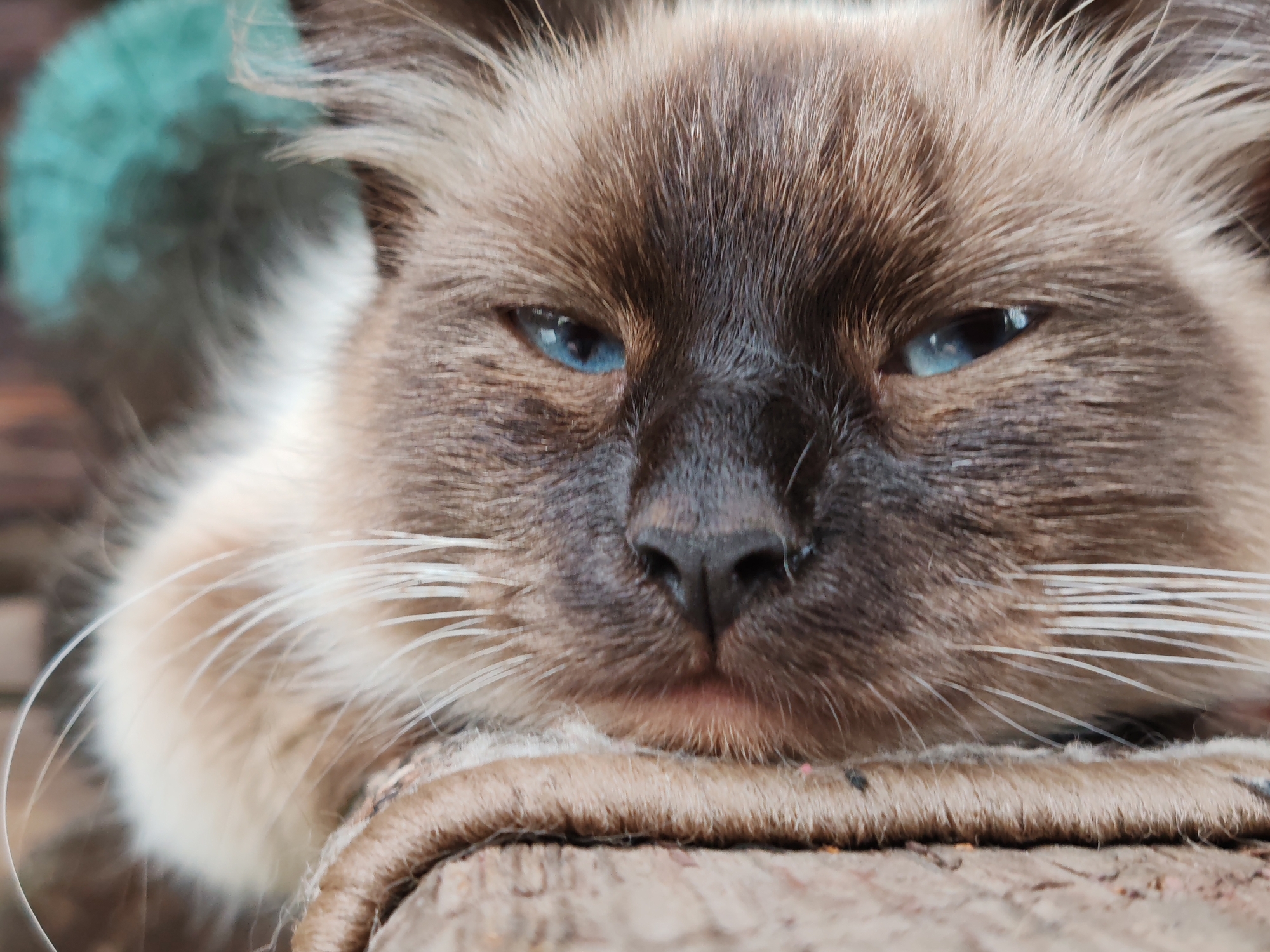 This is a close-up, head-on, low-angle, eye-level shot of a Siamese cat's face resting on a textured surface, possibly a wooden railing or furniture. The cat has light brown fur with darker brown points on its face, ears, and paws. Its eyes are a striking bright blue and appear partially closed, giving it a sleepy or relaxed expression. Long white whiskers fan out from its muzzle. The background is blurred, but a patch of teal-colored material is visible to the upper left, and other indistinct shapes suggest an outdoor or rustic environment. The surface the cat is resting on has a woven texture, and the cat's paw is visible on the right side of the image. No people or specific locations in Кашино, Russia, are identifiable in this image.