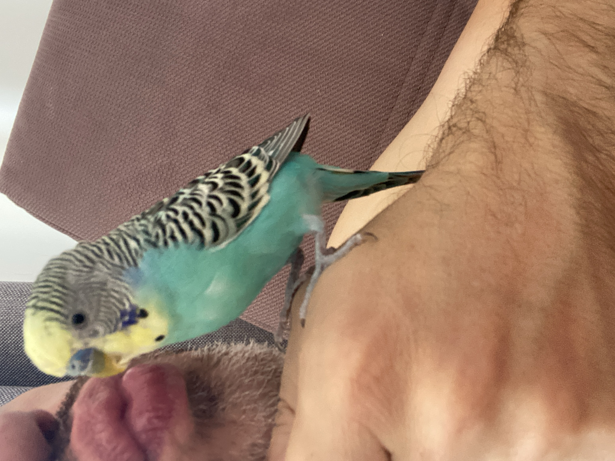 A close-up indoor shot shows a blue and yellow budgerigar perched on a person's shoulder and face. The bird has a patterned head and wings, with a bright blue chest. It appears to be interacting with the person, possibly nibbling or preening. The person's skin is fair with some stubble. The background includes a brown upholstered surface. The location is Unknown, Unknown.