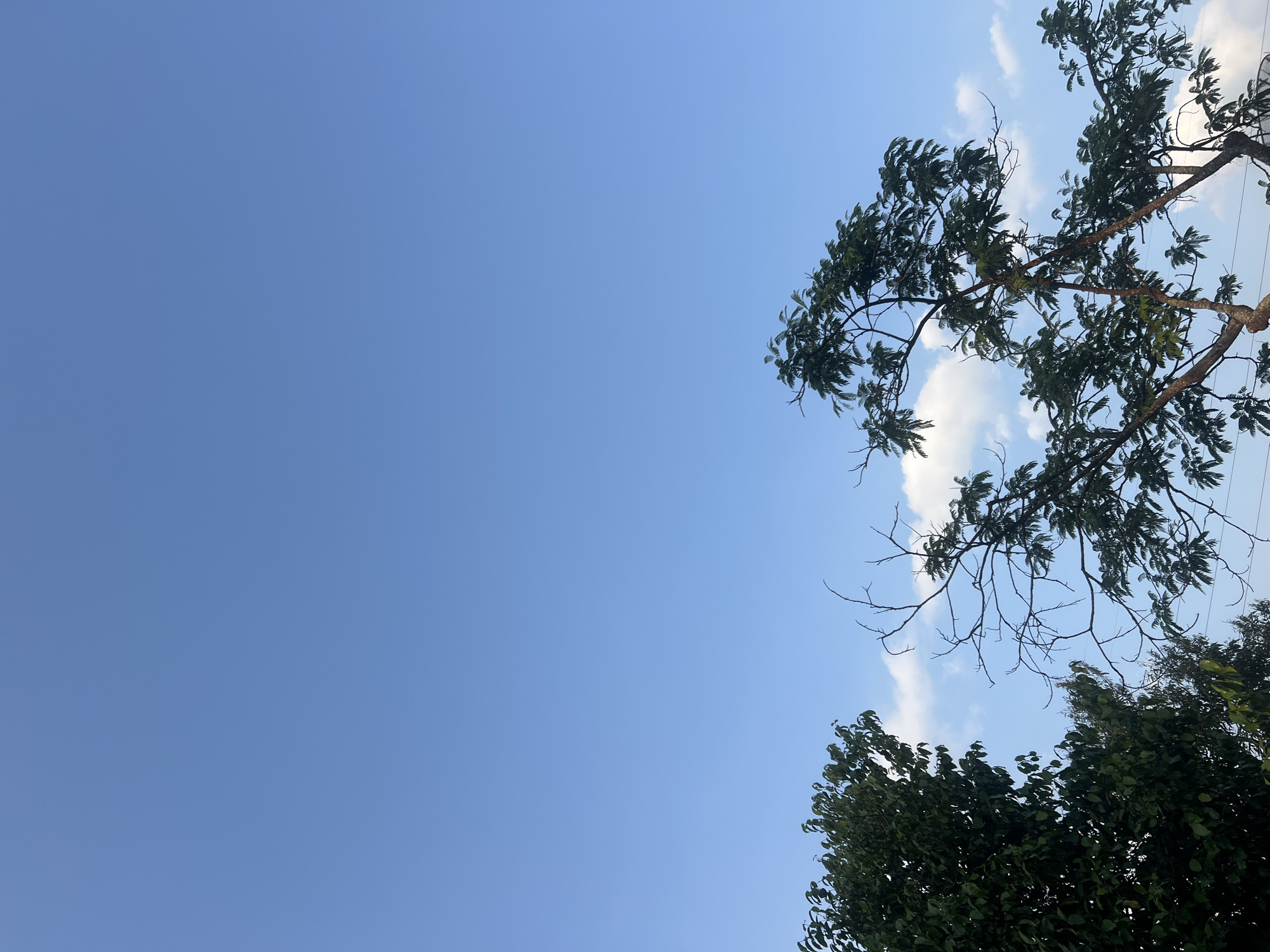 This is a photograph of the sky and trees taken from the city of Payaman, Indonesia. The sky is a clear, bright blue with a few scattered white clouds. The tops of several trees are visible in the lower portion of the frame, silhouetted against the sky. One tree on the left is full of dark green leaves, while another tree on the right has a more sparse canopy of leaves and some bare branches. The image captures a natural outdoor scene with no people or specific actions taking place.