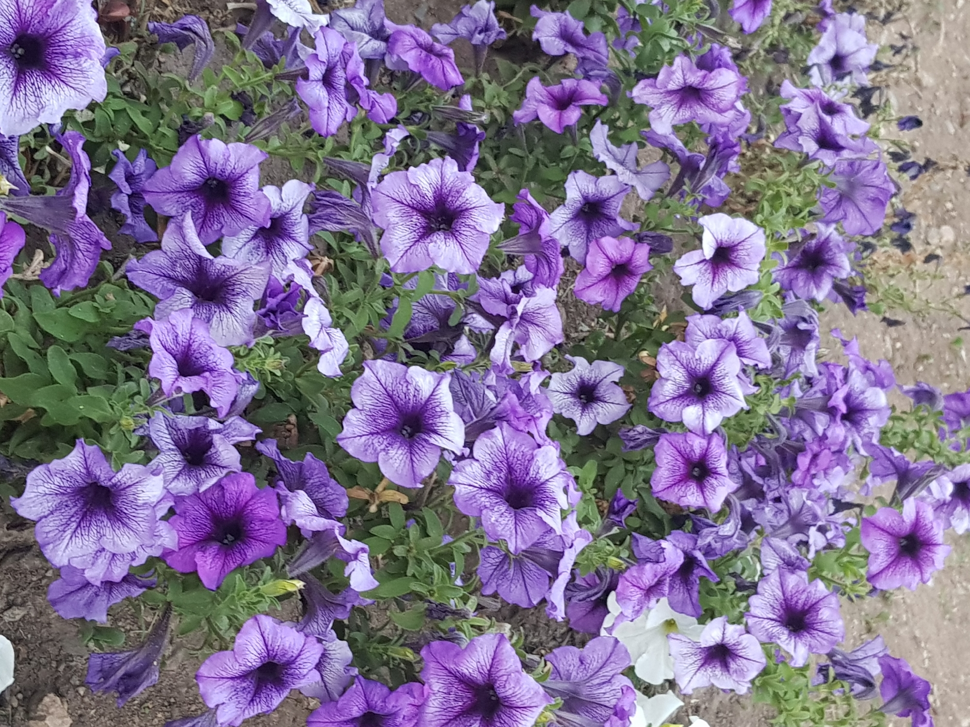 A close-up, high-angle shot shows a dense cluster of purple petunias with dark centers and intricate veining. The flowers are in various stages of bloom, with some fully open and others still forming. Green leaves and stems fill the spaces between the blossoms. The ground beneath the flowers appears to be dry, sandy soil. There are a few white petunia blossoms visible in the upper right quadrant of the image. The scene is likely in an outdoor garden or park setting within the city of Kurchatov, Kazakhstan.