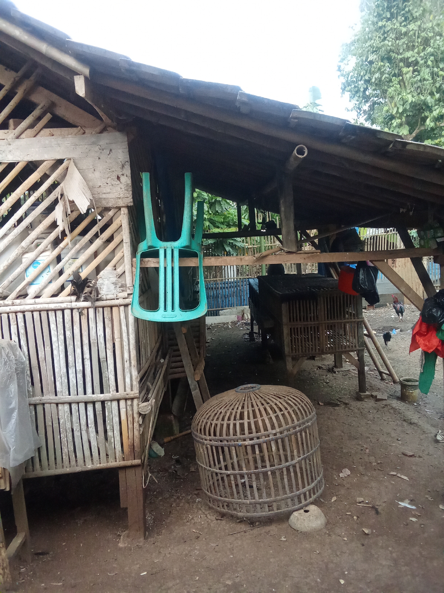 The image depicts an outdoor scene within what appears to be a rural or semi-rural setting, possibly a farm or animal enclosure, in Cempaka, Indonesia. The focal point is a rustic, open-sided wooden shelter with a corrugated roof, characteristic of simple construction in tropical regions.
Various elements suggest the presence of poultry: a large, circular bamboo chicken coop sits on the ground in the foreground. Behind it, a smaller wooden structure, likely another chicken coop or cage, is visible, with vertical wooden slats. In the mid-ground, a rooster with distinctive red and black plumage stands on the dirt ground, and a smaller black chicken is also present. The ground is covered in dry earth and scattered debris.
To the left, a section of a bamboo fence encloses an area that contains a white plastic container and some bamboo poles. A turquoise plastic chair is suspended upside down from the roof of the shelter. In the background, lush green trees indicate a vegetated environment.
The overall impression is one of a functional, albeit unkempt, animal husbandry area. The lighting suggests it is daytime, with the sky visible through the gaps in the shelter and the trees. The scene is devoid of human presence, with the focus on the structures and the chickens.