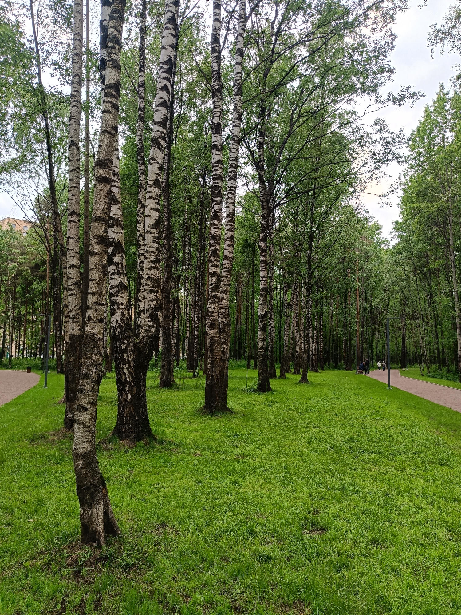 The image depicts a park-like area in the city of Unknown, Unknown. The foreground is dominated by several birch trees with distinctive white bark and dark markings. A large expanse of bright green grass covers the ground. In the background, a dense forest of various trees forms a backdrop. A paved walkway borders the grass on the right side of the image. Two people are sitting on a bench on the right side of the image, further away and slightly obscured by the trees. A lamppost is visible along the walkway. The sky is overcast.