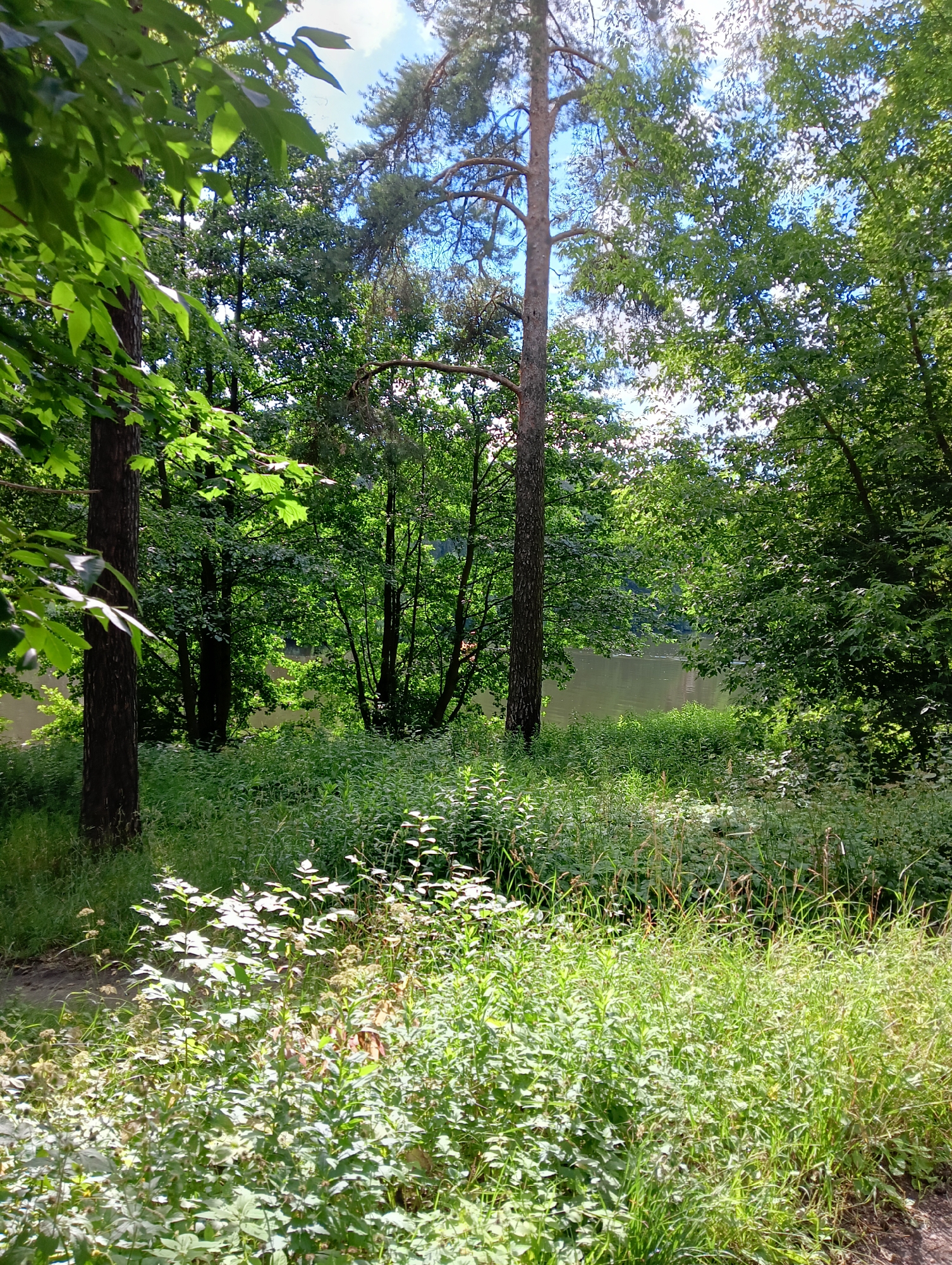 The image depicts a sun-dappled forest scene adjacent to a body of water. In the foreground, lush green vegetation, including tall grasses and leafy plants, dominates the frame. Sunlight filters through the dense canopy of trees, casting bright patches and shadows on the ground. Several tree trunks of varying thickness are visible, with one prominent dark-barked tree on the left. Beyond the immediate foliage, a calm body of water can be seen, reflecting the surrounding greenery and the bright sky. The sky itself is partly cloudy, with visible blue patches and white clouds. The overall impression is one of a peaceful, natural environment within a park or forested area. This scene is consistent with locations in the city of Kratovo, Russia, which is known for its numerous parks and natural landscapes, including areas with water bodies and dense forests. There are no people or animals visible in the image, and no specific actions are being taken.