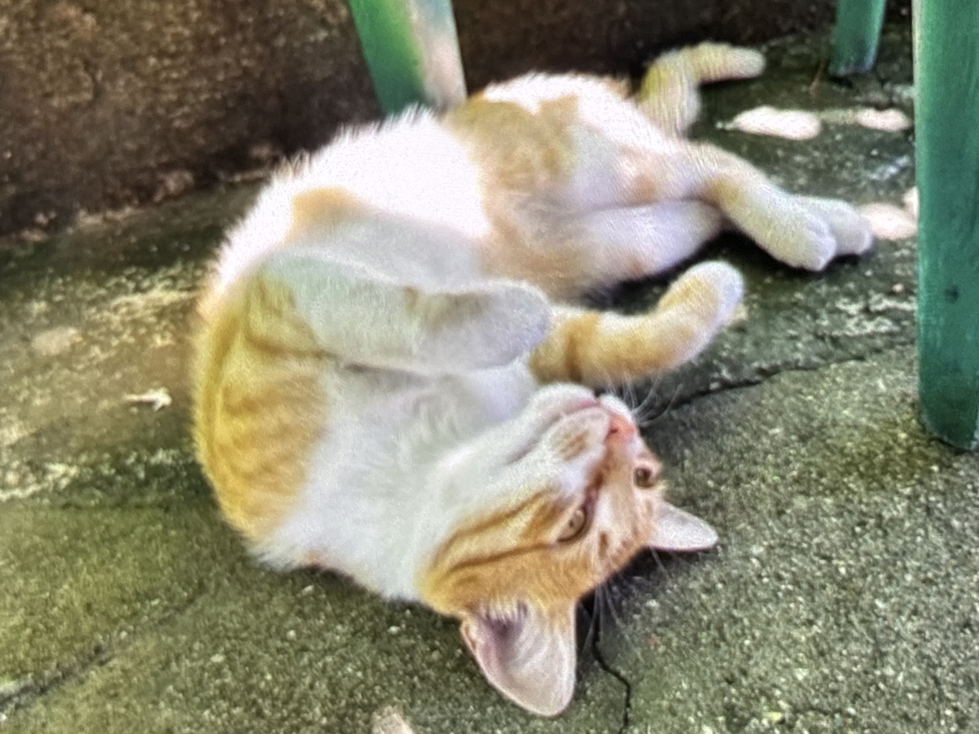 A ginger and white cat is captured lying on its back, playfully exposing its belly on a textured outdoor surface. The cat's fur is predominantly white on its underside, belly, and parts of its face, while patches of orange-ginger color mark its head, back, and tail. Its front paws are tucked in, and its hind legs are splayed out, contributing to its relaxed and content posture. The cat's head is tilted back, with bright, attentive eyes looking up and slightly to the left, conveying a sense of curiosity or relaxation.
The ground beneath the cat appears to be a rough concrete or paved surface, exhibiting variations in grey, green, and brown tones, possibly due to weathering or the presence of moss or lichen. In the background and at the edges of the frame, parts of dark green, possibly metallic, objects are visible, suggesting elements like chair legs or posts. The lighting indicates it is daytime, likely a bright or sunny day, enhancing the tranquil atmosphere. The scene depicts a peaceful moment of a cat enjoying the outdoors, possibly in a garden or patio setting in Wolverhampton, United Kingdom. No text is visible in the image.