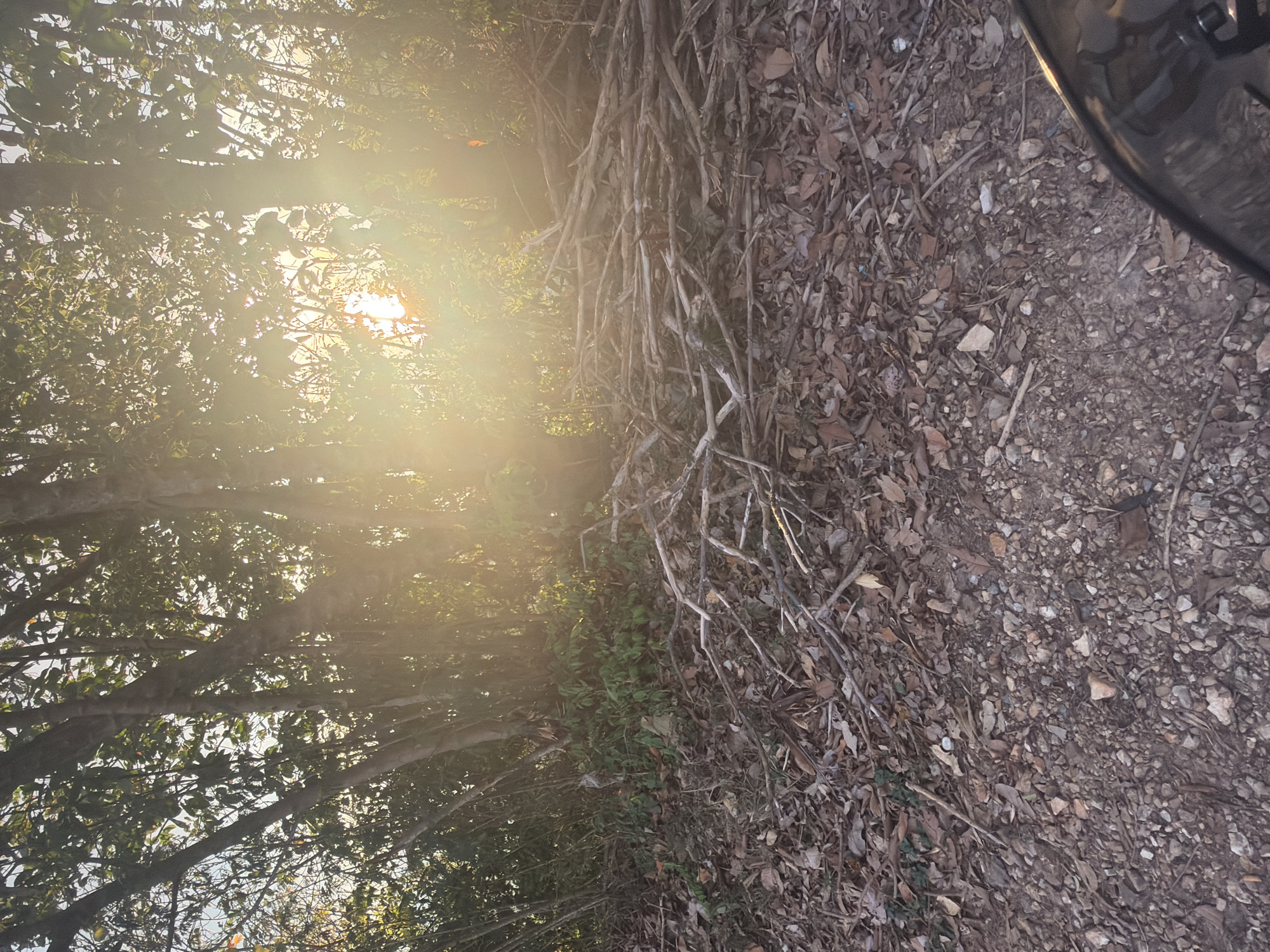 The image depicts a sun-drenched forest edge in Baan Thong Po, Thailand. Sunlight filters through dense foliage, creating a bright, hazy effect. The foreground consists of a gravelly path littered with dry leaves and fallen branches. Behind the path, a thicket of trees stands, with lush green undergrowth at their base. A large pile of dry branches and twigs is visible in the middle ground, against the trees. The overall scene conveys a natural, somewhat wild environment bathed in the warm light of either sunrise or sunset. No people are present in the image.