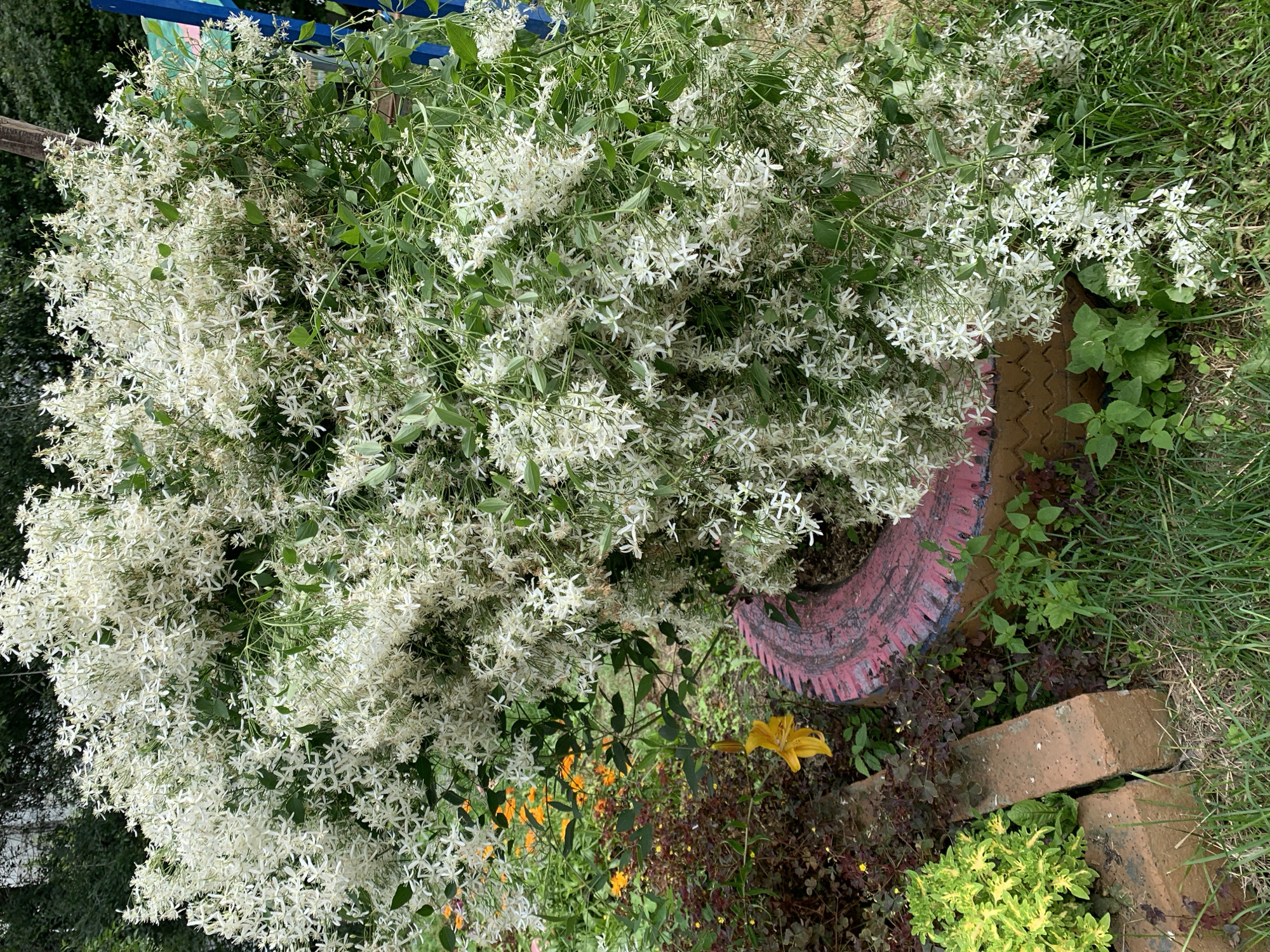 The image shows a large, overgrown white flowering vine cascading over a repurposed tire planter filled with soil. The vine is covered in a profusion of small, star-shaped white blossoms and has green foliage. In the background, there are hints of other plants, including some orange flowers and a solitary yellow flower. The planter is situated in a grassy area with some brick edging. The overall scene depicts a garden setting with a focus on the abundant flowering plant. There are no people or specific landmarks visible to identify the location within Krasnoyarsk, Russia.