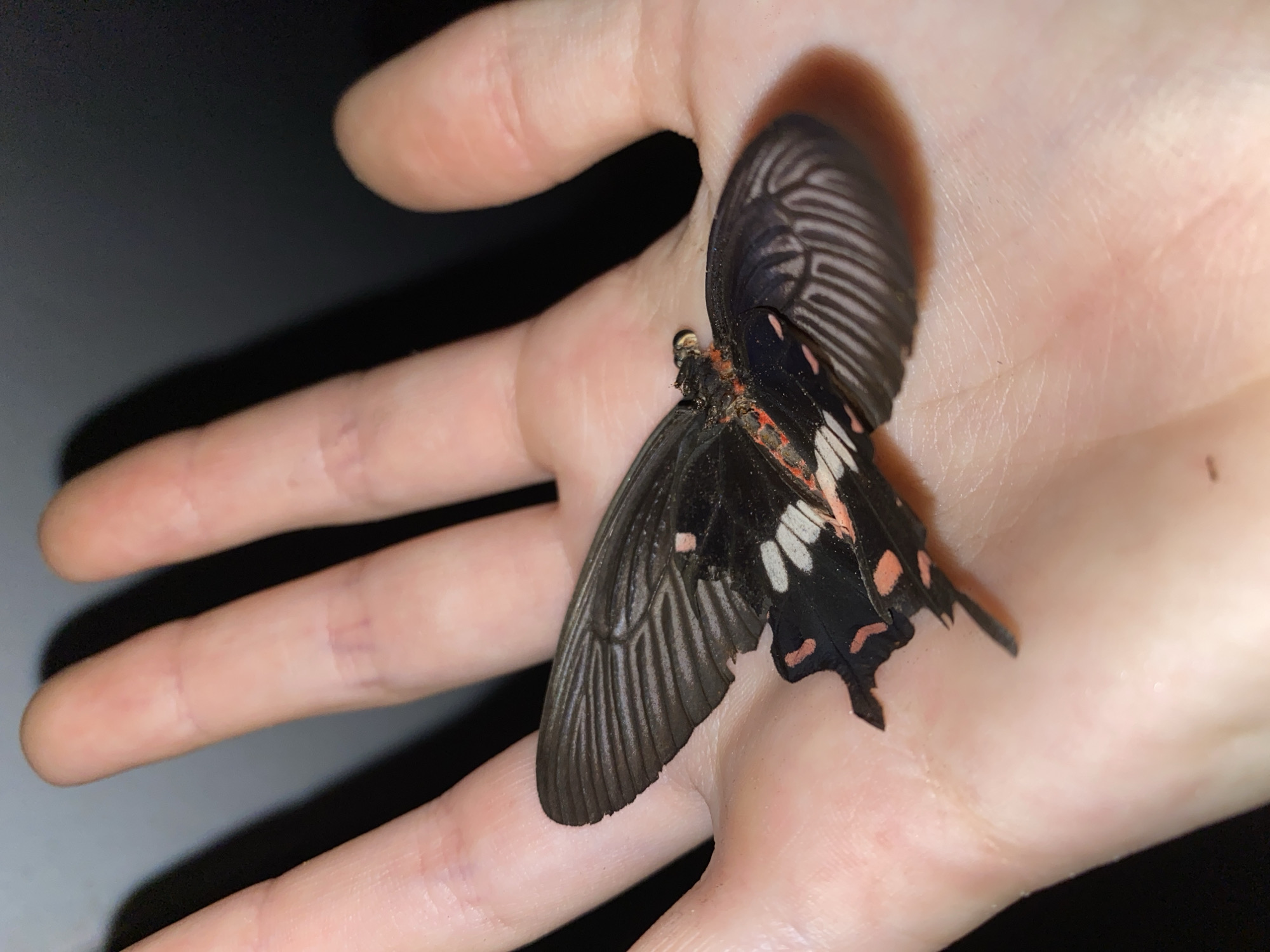 The image shows a close-up of a person's hand, palm up, with a butterfly resting on it. The butterfly has black wings with iridescent blue and white markings, and hints of red near its body. Its wings are partially open, revealing the intricate patterns and veins. The hand appears to be that of an adult, with visible lines and skin texture. The background is dark and out of focus, suggesting the image was taken in low light conditions, possibly at night. The lighting highlights the butterfly and the hand, creating a sense of intimacy and focus on the interaction between the human and the insect. The overall mood is calm and serene. The image was taken in Koh Phangan, Thailand.