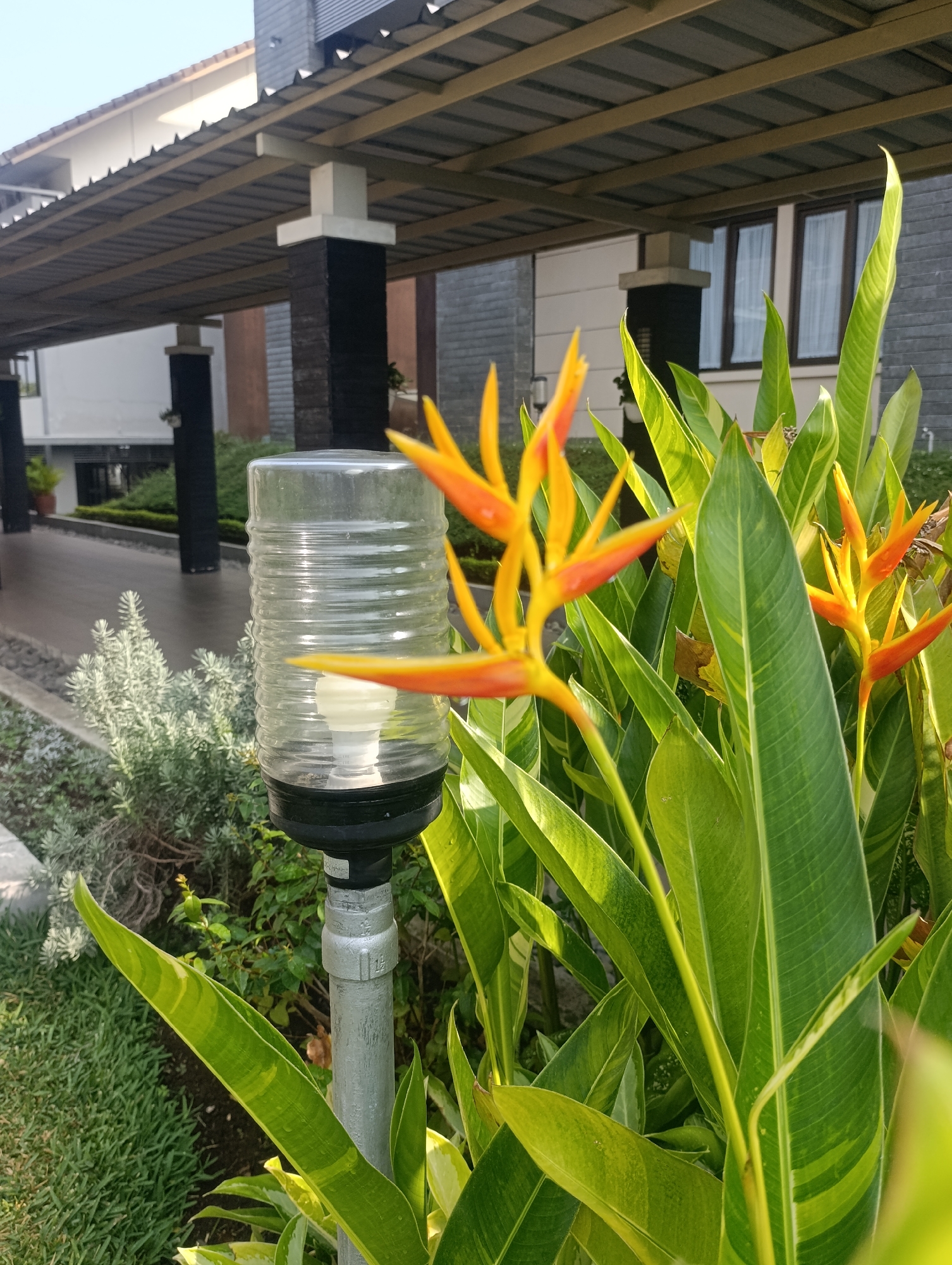 A close-up, eye-level, medium shot captures a heliconia flower in bloom, its vibrant orange and yellow petals contrasting with the lush green foliage. In the foreground, a clear glass garden lamp with a visible light bulb stands to the left, its ribbed surface catching the sunlight. Behind the lamp and flowers, a modern building with a dark-tiled roof and stone accents is partially visible. The architectural style suggests a contemporary residential or commercial property. The scene is set in an outdoor environment, likely a well-maintained garden or pathway, with the sun casting soft shadows, indicating it's likely morning or late afternoon. The specific location of Cihanjuang, Indonesia, is not explicitly depicted in the visual elements of the image, but the overall atmosphere suggests a tropical or subtropical climate conducive to such lush vegetation. There are no people or animals present in the frame, emphasizing the tranquil and natural beauty of the scene.
