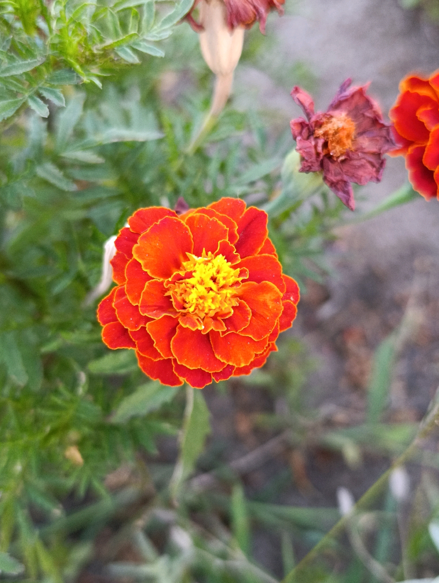 A close-up, high-angle shot shows a vibrant marigold flower with bright orange petals and a yellow center. The flower is in focus, while the background is blurred, showing green foliage and hints of dried flowers. The image appears to be taken outdoors in a garden or natural setting. There is no discernible indication of the location within Cherkasy, Ukraine.
