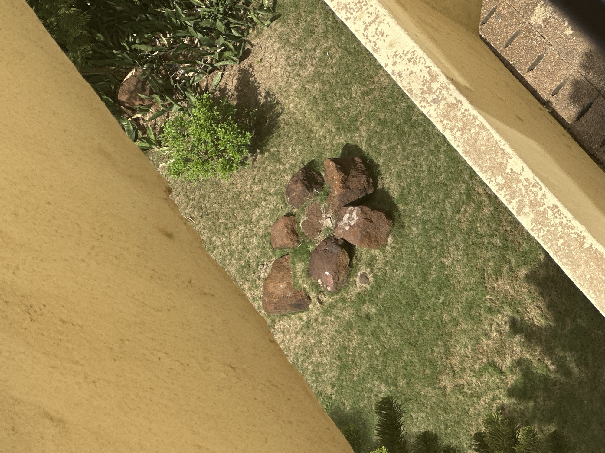 The image shows a top-down view of an outdoor grassy area with a scattering of reddish-brown rocks. The grass appears somewhat dry and sparse in places. To the left of the grassy area, there is a tall, textured, light yellow wall, suggesting an architectural element like a building or a high retaining wall. A portion of a dark green leafy plant is visible in the upper left corner, close to the yellow wall. In the upper right corner, a beige-colored textured surface with rectangular indentations is visible, likely part of another wall or structure, possibly made of concrete blocks or pavers. The lighting suggests it is daytime, with shadows cast by the rocks and possibly overhead foliage. The scene appears to be a garden or a courtyard area. There is no visible text or human activity.