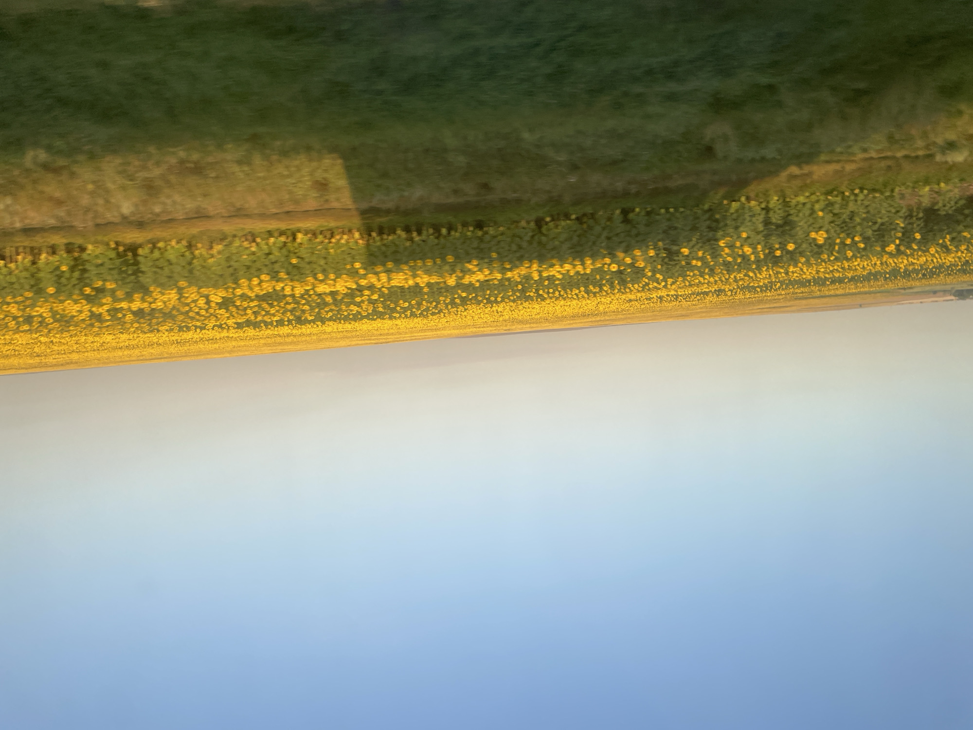 The image shows a vast field of sunflowers under a clear blue sky. The sunflowers stretch across the landscape as far as the eye can see, their yellow petals glowing in the sunlight. In the foreground, there is a grassy area with a shadow cast across it, possibly from a vehicle or structure. The overall impression is one of natural beauty and a serene rural setting. The location is specified as Belozersk, Russia.