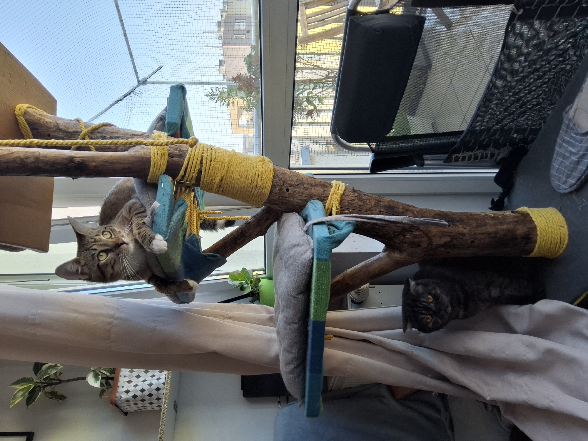 The image depicts an indoor scene with two cats. One cat, a tabby with green eyes, is resting on a multi-level cat tree. The cat tree is constructed from natural wood branches wrapped with yellow rope and features blue and green fabric platforms. A second cat, a dark-colored breed with orange eyes and folded ears, is sitting on the floor to the left of the cat tree, partially obscured by a light-colored curtain. The scene appears to be a residential interior, with a window in the background showing a view of apartment buildings and trees, indicative of an urban environment. The presence of a net over the window suggests it might be a balcony or a screen to prevent insects or animals from entering. The overall impression is a domestic setting. There is no discernible indication of the city of Warsaw, Poland.