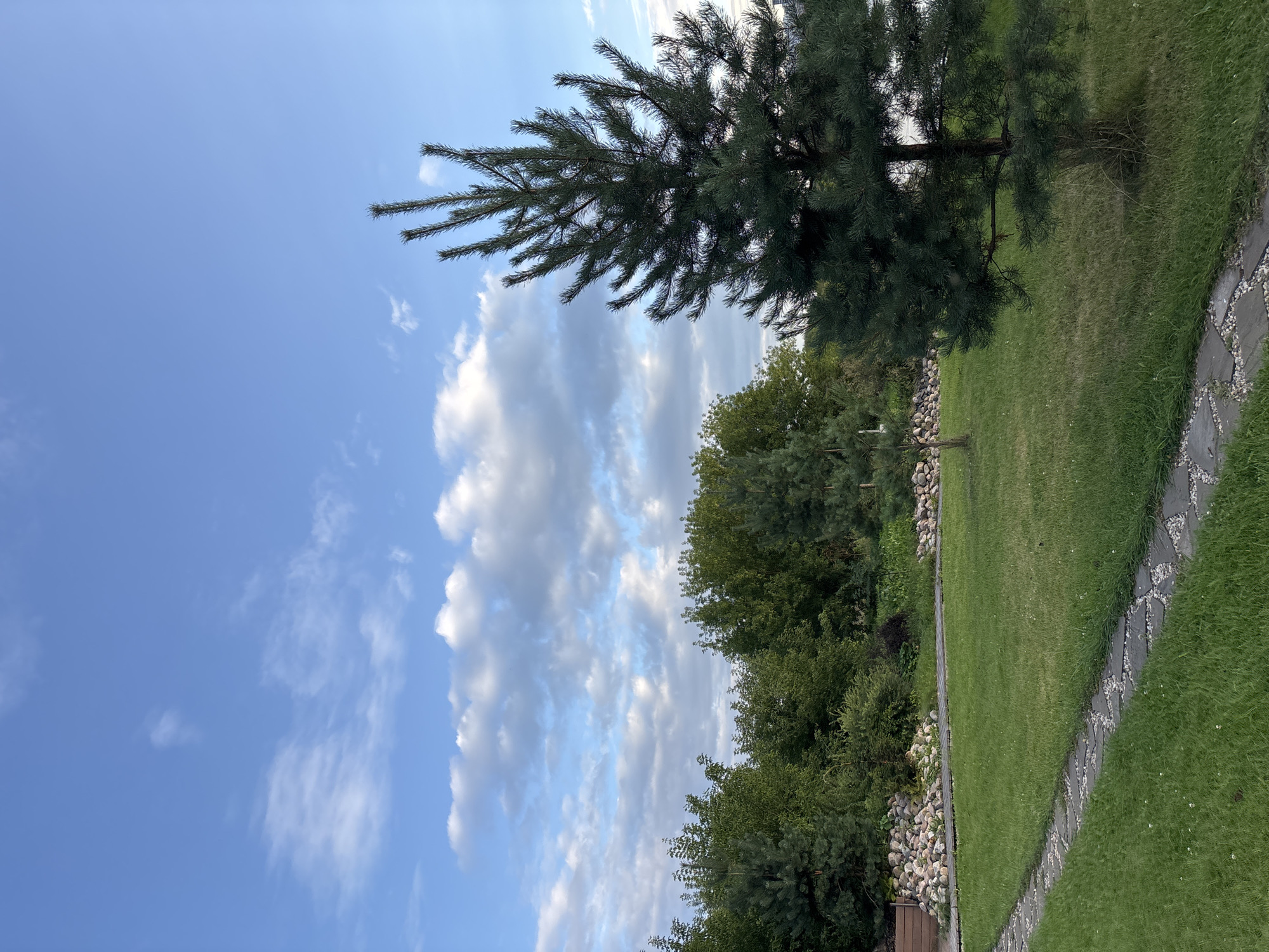 An exterior, eye-level, vertical shot captures a garden area in Zvenigorod, Russia. A large, dark green pine tree dominates the right side of the frame, its branches reaching upwards towards a bright blue sky dotted with scattered white clouds. A stone pathway, composed of irregular grey stones interspersed with small white pebbles, curves diagonally from the lower left corner of the image into the middle ground. The path leads through a neatly manicured, vibrant green lawn. In the background, a dense line of various green trees forms a backdrop. A decorative arrangement of light-colored stones is visible behind the pathway in the mid-left, suggesting a landscaped feature. The overall scene depicts a serene, naturalistic outdoor setting.