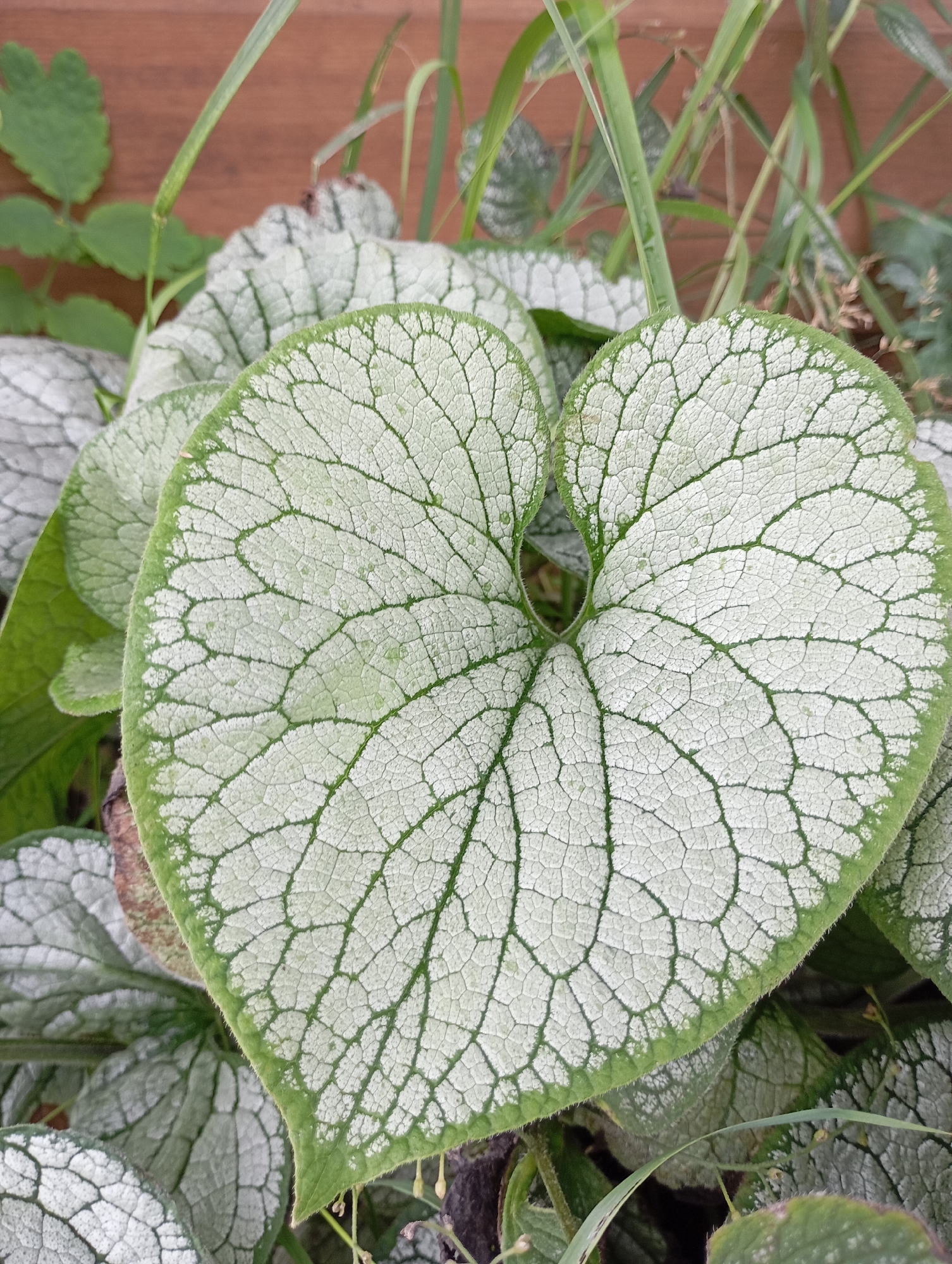 A close-up, eye-level shot focuses on the intricate, heart-shaped leaves of a Brunnera macrophylla plant, commonly known as Siberian Bugloss. The leaves exhibit a striking silver-variegated pattern, with a dense network of light green veins creating a textured appearance against a paler background. The edges of the leaves are a vibrant green and appear slightly fuzzy. Several other leaves, also displaying the silver variegation, are visible in the foreground and background, partially obscuring one another. Thin, green blades of grass weave through the foliage, suggesting a natural, outdoor setting. The background is blurred but appears to be a wooden surface, possibly a fence or wall, and some darker soil or debris. No people, actions, or interactions are depicted in this image. The scene is located in Malyi Bukor, Russia.