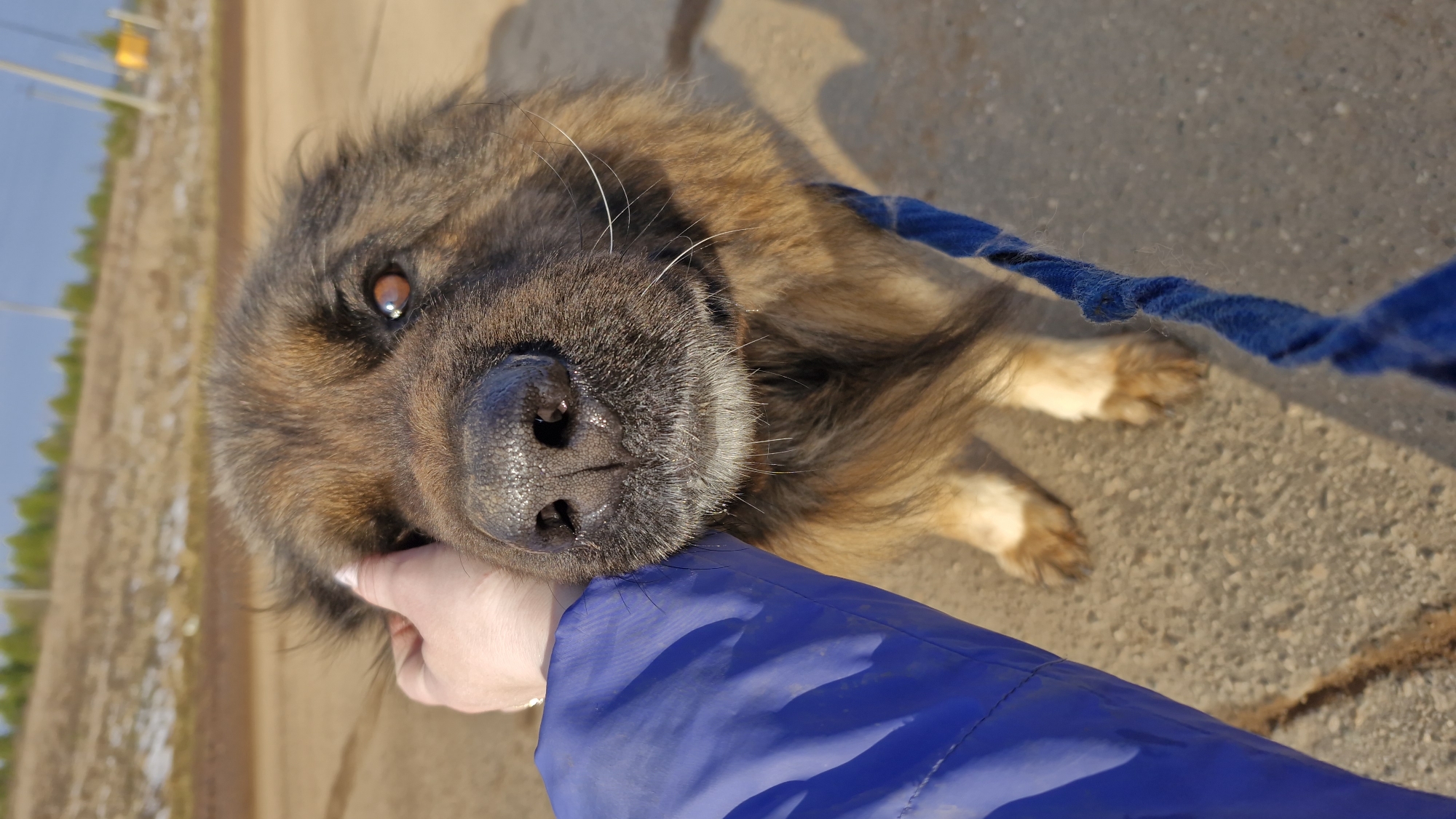 A close-up, eye-level shot displays a Caucasian Shepherd Dog lying on a concrete surface, presumably a road or path. The dog's head is positioned to the left side of the frame, with its muzzle almost directly in the center. The dog's coat is a mix of dark brown and tan, appearing dense and fluffy, with long whiskers.
A hand, wearing what seems to be a blue jacket sleeve, is gently touching the dog's face. A blue leash is visible, connected to the dog's collar.
The background shows a hazy, bright landscape, possibly indicating daylight. The presence of green foliage and a light blue sky suggests an outdoor location in a park or near a green space. Given the request for the location, it is assumed this scene is in Otchor, Russia.