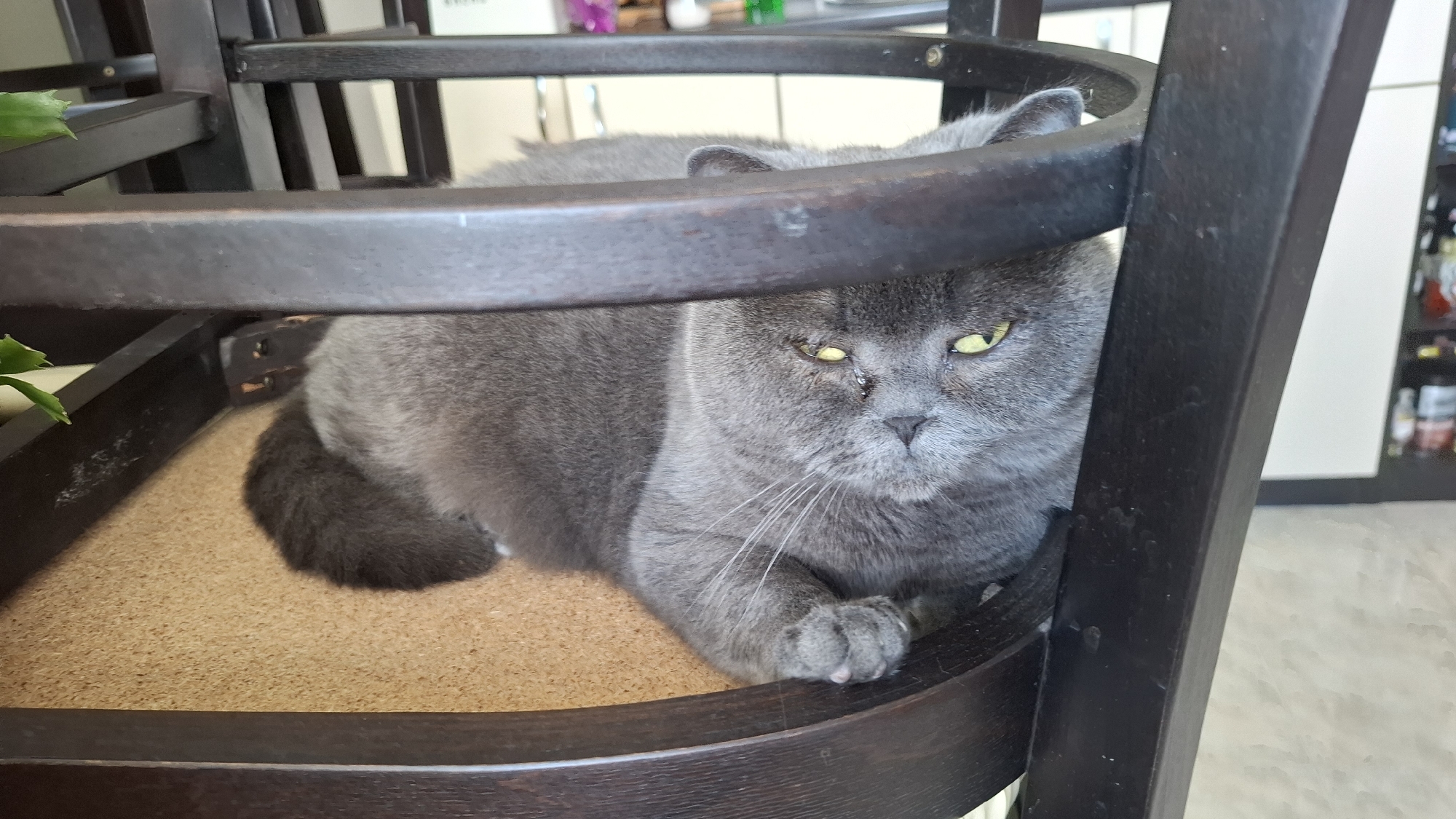 A grey British Shorthair cat is resting in a dark brown wooden chair. The cat is sitting on a beige woven cushion. The cat is facing forward with its head slightly tilted down. The cat has yellow eyes and a grey nose. The background is blurry, but there is a white cabinet with various objects on the shelves. The location is Sofia, Bulgaria.