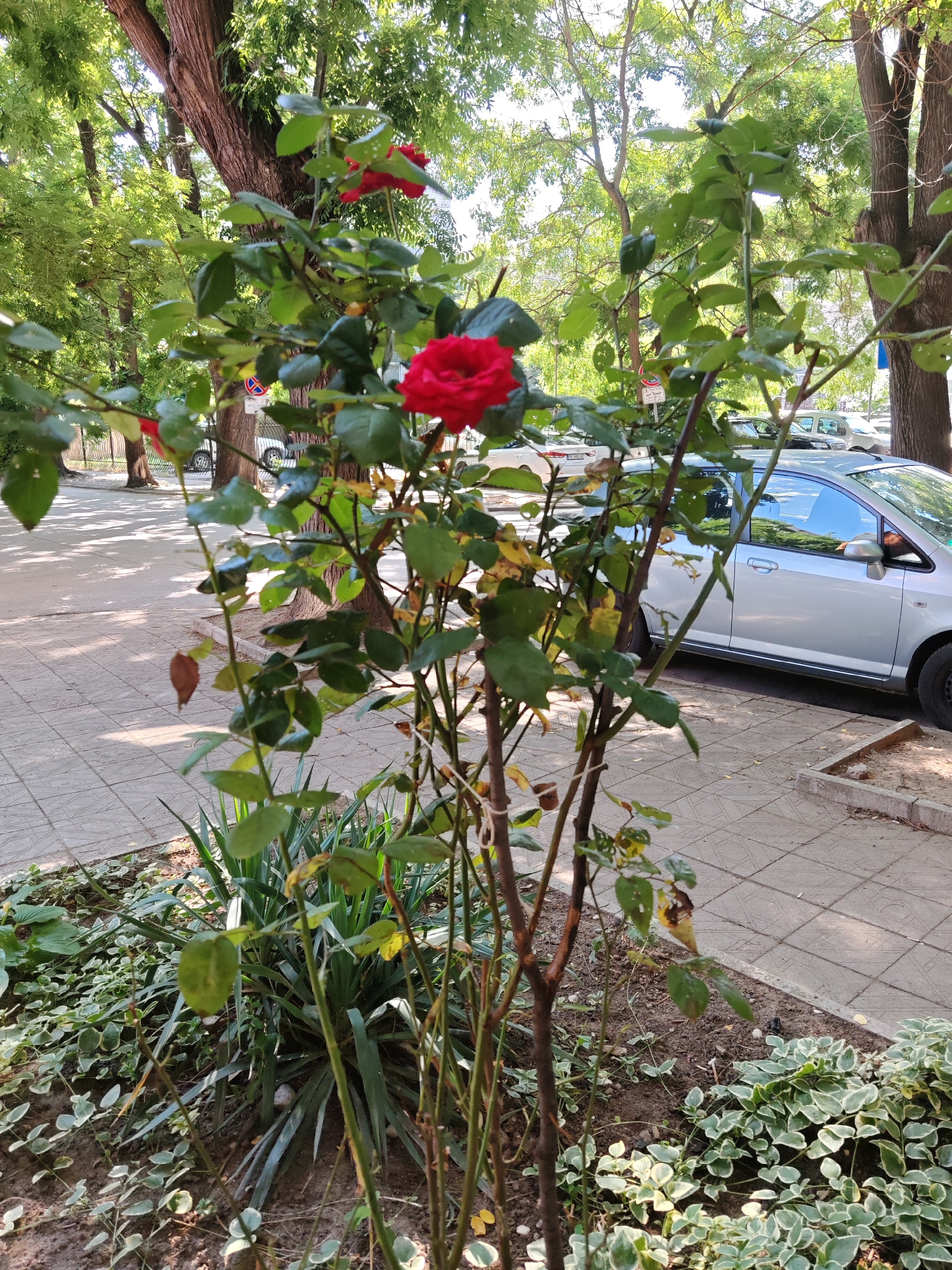 In Plovdiv, Bulgaria, a red rose bush with two prominent red blooms and numerous green leaves is situated in the foreground. Behind the rose bush, a silver car is parked on the side of a street with a sidewalk paved with square tiles. Trees with green foliage line the street. The scene appears to be a residential or public area in the city.