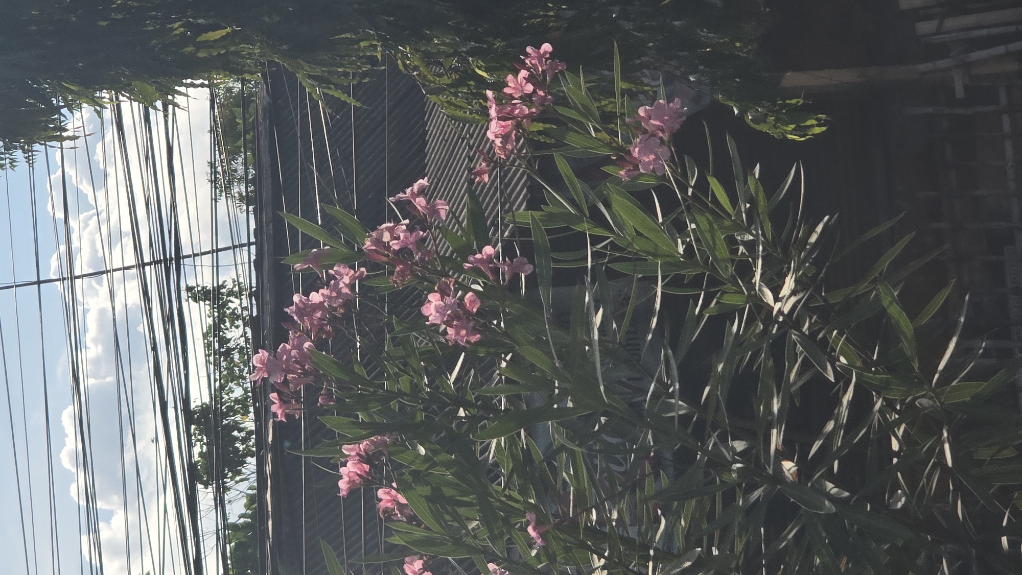 The image shows a flowering shrub with pink blossoms in front of a fence and a background with power lines and a partial view of the sky in Denpasar, Indonesia. The shrub is in focus with long green leaves. The fence behind is made of vertical metal bars. Power lines run parallel, with the sky and clouds visible in the background. The sky is light blue with white clouds.