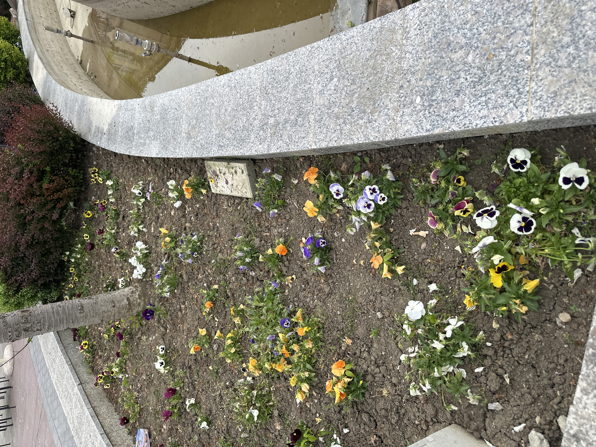 The image shows a flower bed along the edge of a concrete fountain or water feature. The flower bed is filled with a variety of pansies in colors including yellow, orange, purple, white, and multi-colored. The dirt in the flower bed appears dark and damp. The fountain's edge is made of light gray concrete, speckled with darker tones. Water is visible within the fountain, reflecting the surroundings. The photo is taken at an angle, likely from a standing position. A tree trunk appears in the lower left of the frame. The city and country are stated to be Vidin, Bulgaria.