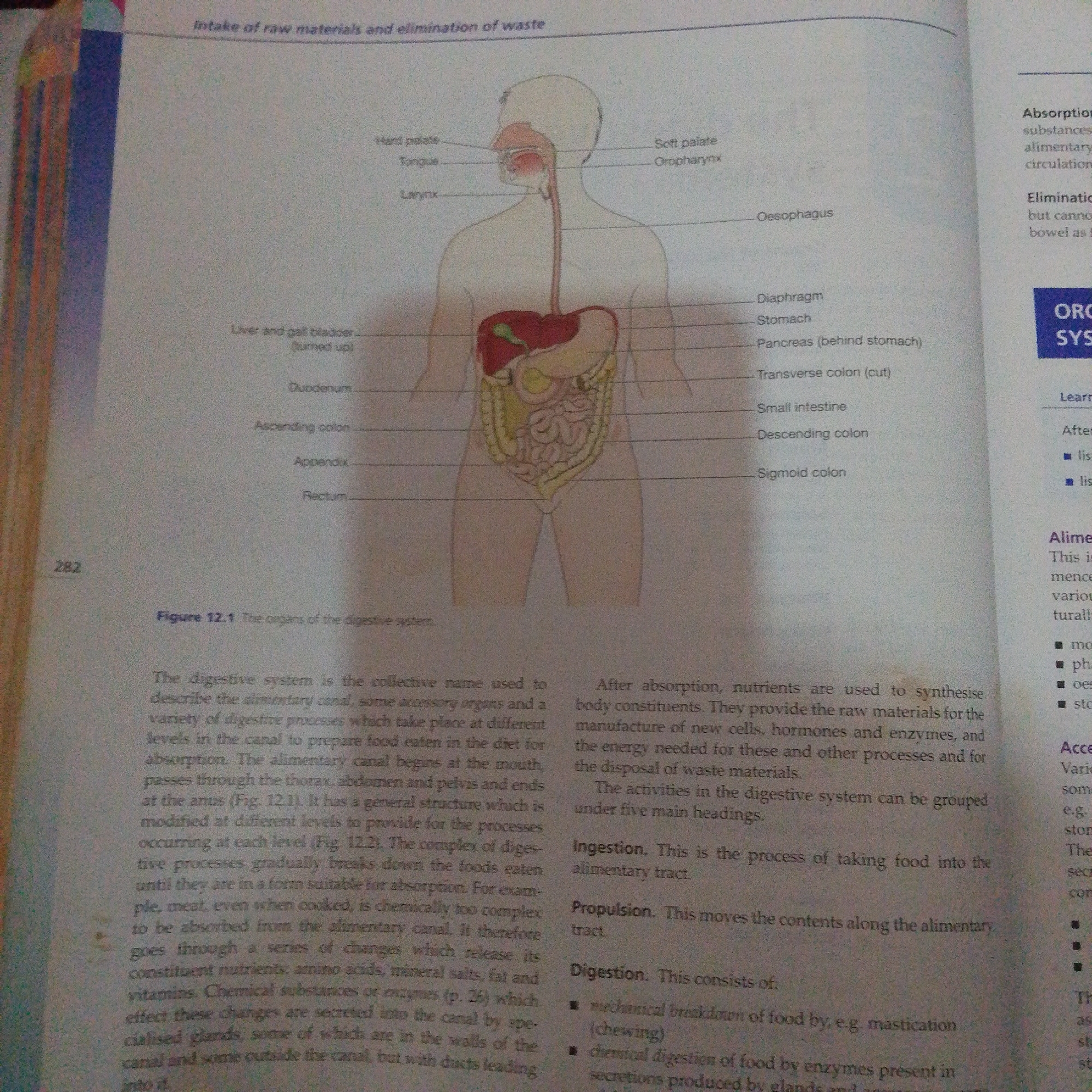 The image is a page from a biology textbook, likely about the human digestive system. It features a diagram of the digestive system with labels pointing to various organs such as the tongue, esophagus, stomach, liver, intestines, and colon. The diagram is colored and appears to be a stylized illustration rather than a photograph. Text on the page describes the digestive system and its processes. There is no information in the image that would indicate a location in Jalingo, Nigeria, or any other geographical setting. The image is purely educational content.