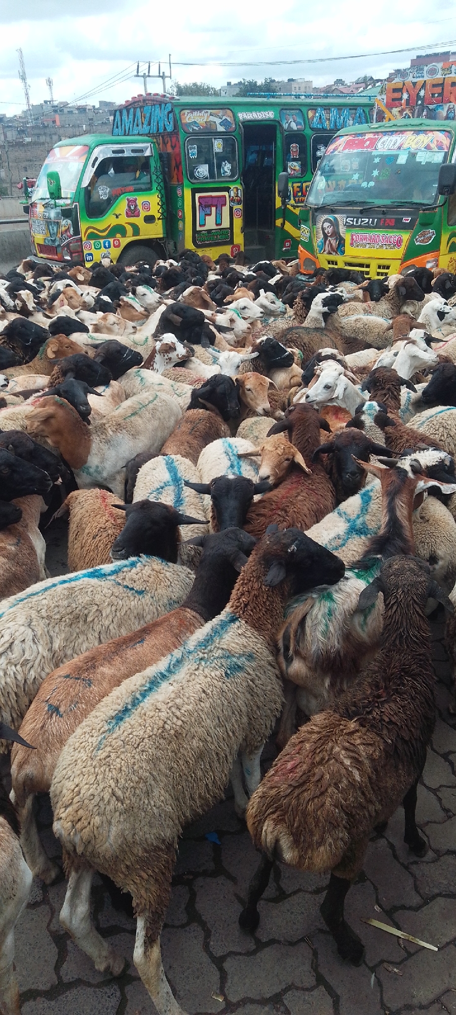 The image shows a large flock of sheep crowded together in a paved area. Several green and yellow painted minibuses, common in Nairobi, Kenya, are positioned near the flock. The buses are brightly decorated with various images and text. The sheep are a mix of colors including white, black, and brown, and some have blue markings on their wool. The background includes urban buildings and infrastructure. It appears to be a livestock market setting in Nairobi, Kenya.