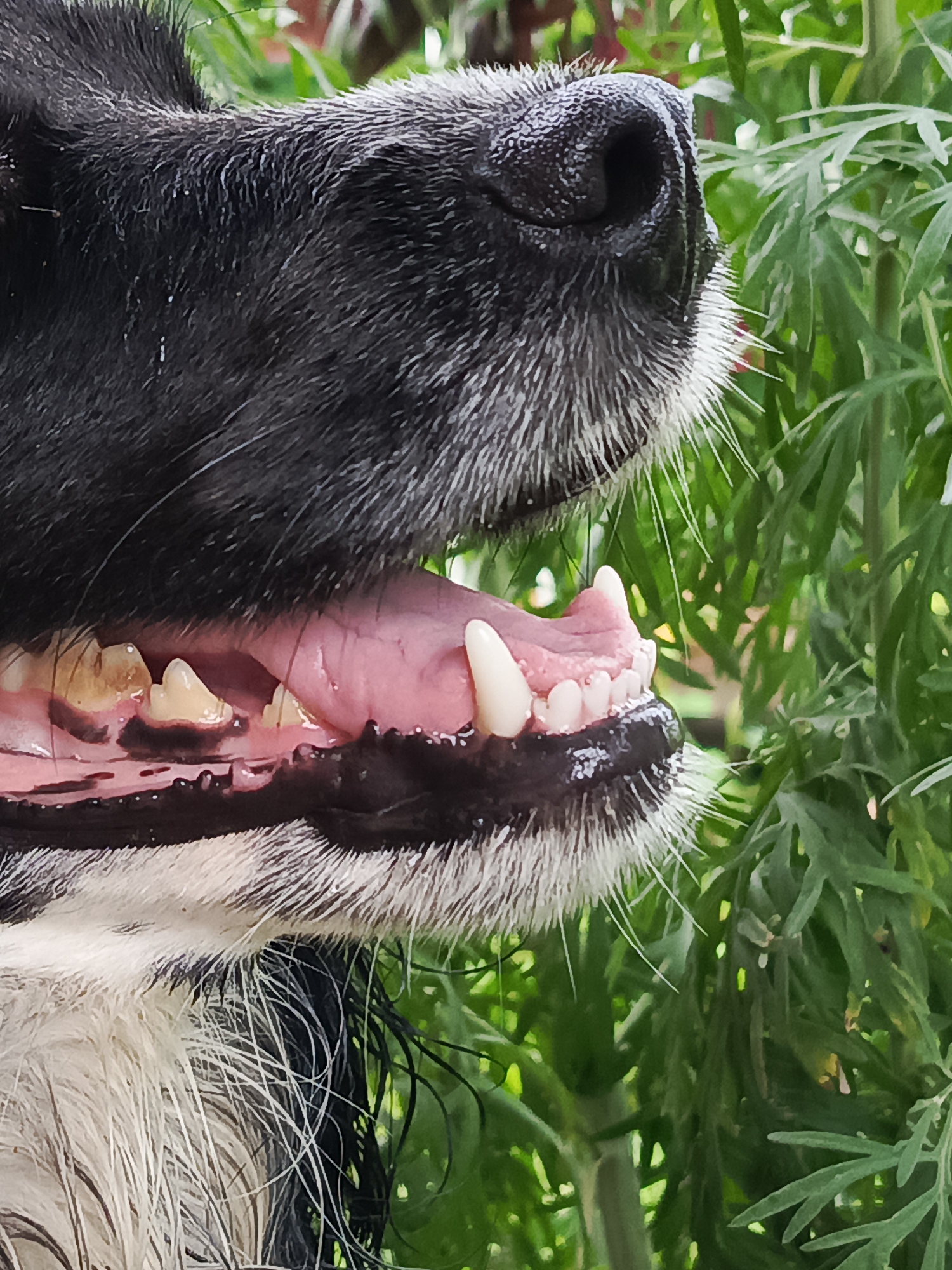 This is a close-up, side-profile shot of a dog's open mouth and nose, set against a blurred background of lush green foliage. The dog appears to be a medium-to-large breed with black and white fur. Its mouth is open, revealing a pink tongue and rows of teeth. Some teeth are stained yellow, while others are white and sharp, including prominent canine teeth. The dog's nose is black and appears slightly wet, with a texture of short, bristly grey and white hairs surrounding it. The fur on the dog's face and neck is dark, with some strands appearing wet and matted, suggesting the dog may have been in water or is panting. The surrounding greenery is out of focus, creating a soft bokeh effect, and hints at an outdoor setting, possibly a garden or park. The lighting suggests it is daytime, with natural light illuminating the scene. There are no people or text visible in the image. The overall impression is one of a dog in a natural environment, possibly captured mid-breath or during a moment of exertion.