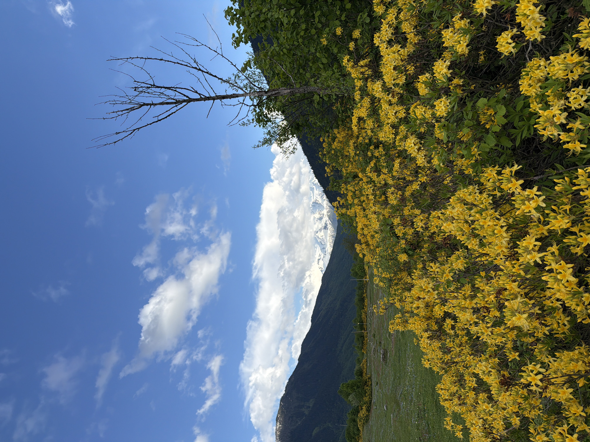 A wide shot captures a vibrant mountain meadow in Mazeri, Georgia, under a partly cloudy blue sky. In the foreground, a dense carpet of bright yellow wildflowers blankets a sloping hillside, their blossoms creating a striking contrast against the darker green foliage and the distant, snow-capped mountain range. A few bare, skeletal trees stand starkly against the sky, one more prominent than the others in the middle ground, adding a touch of desolation to the otherwise lush landscape. Beyond the wildflowers, a grassy field stretches towards dark, forested mountains that rise up to meet the snow-covered peaks in the background. The overall scene conveys the beauty and wildness of the Georgian landscape.