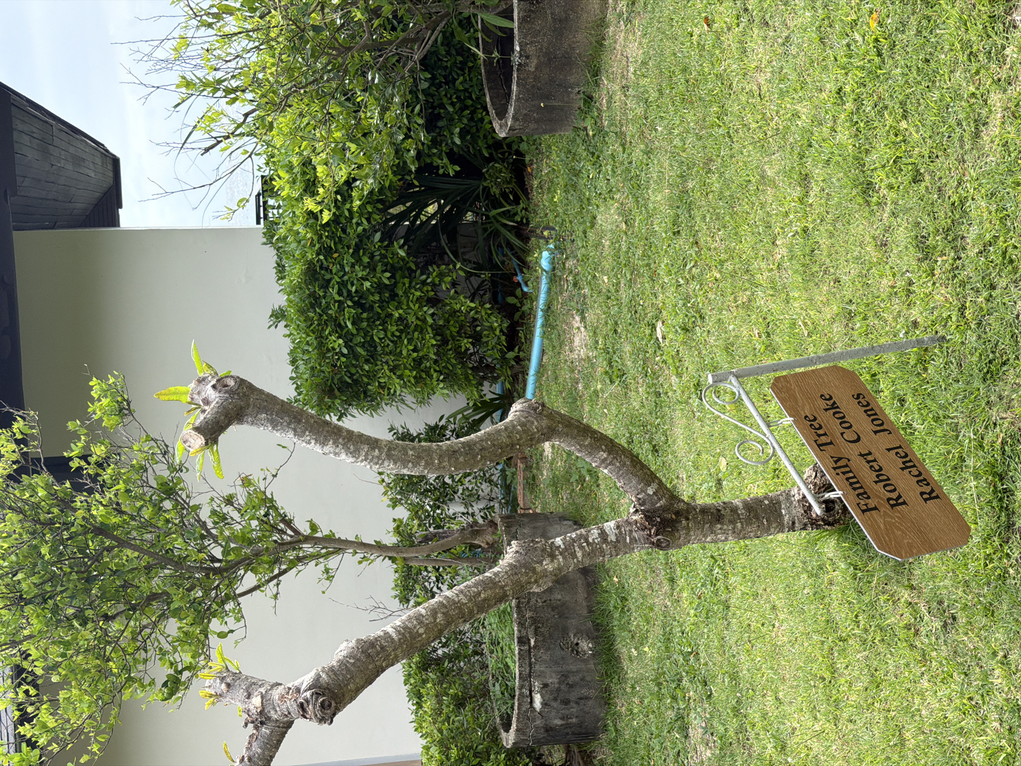In Ao Nang, Thailand, a wooden sign reading "Family Tree Robert Cooke Rachel Jones" is attached to a metal post in front of a tree. The tree is in a grassy area with a white building and lush green bushes in the background. Two concrete rings, possibly planters or old wells, are visible in the yard. A blue pipe is laid across the grass. The sky is overcast.