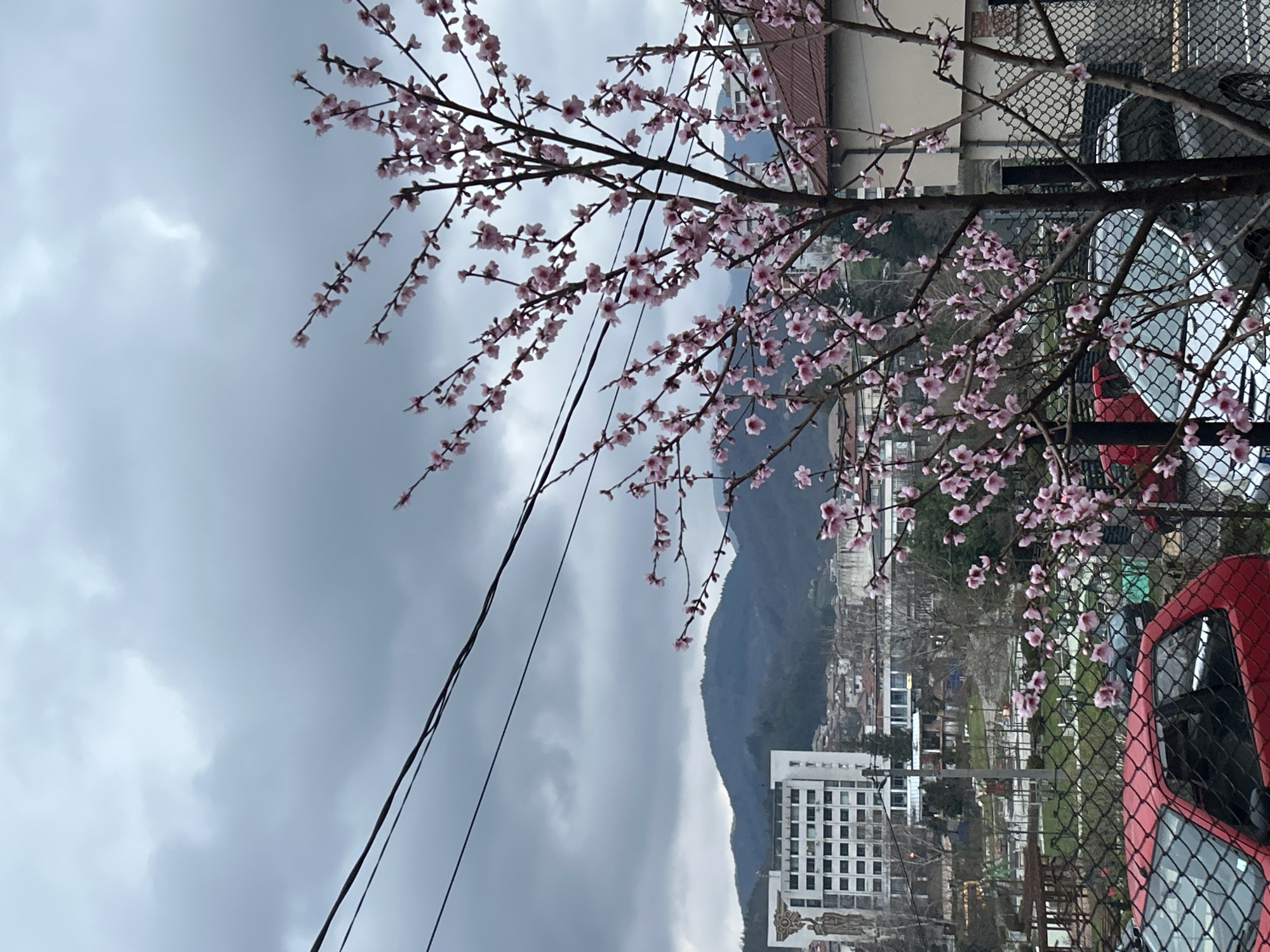 The image depicts a cityscape of Zlatograd, Bulgaria, under a cloudy sky. A tree with pink blossoms is prominently featured in the foreground, partially obscuring the view. Behind the tree, a mountain range is visible, and below it, the urban landscape includes buildings of various sizes, one of which is a tall, white structure with multiple windows. A chain-link fence and portions of red and silver vehicles are also present. Electrical wires stretch across the upper left portion of the frame.